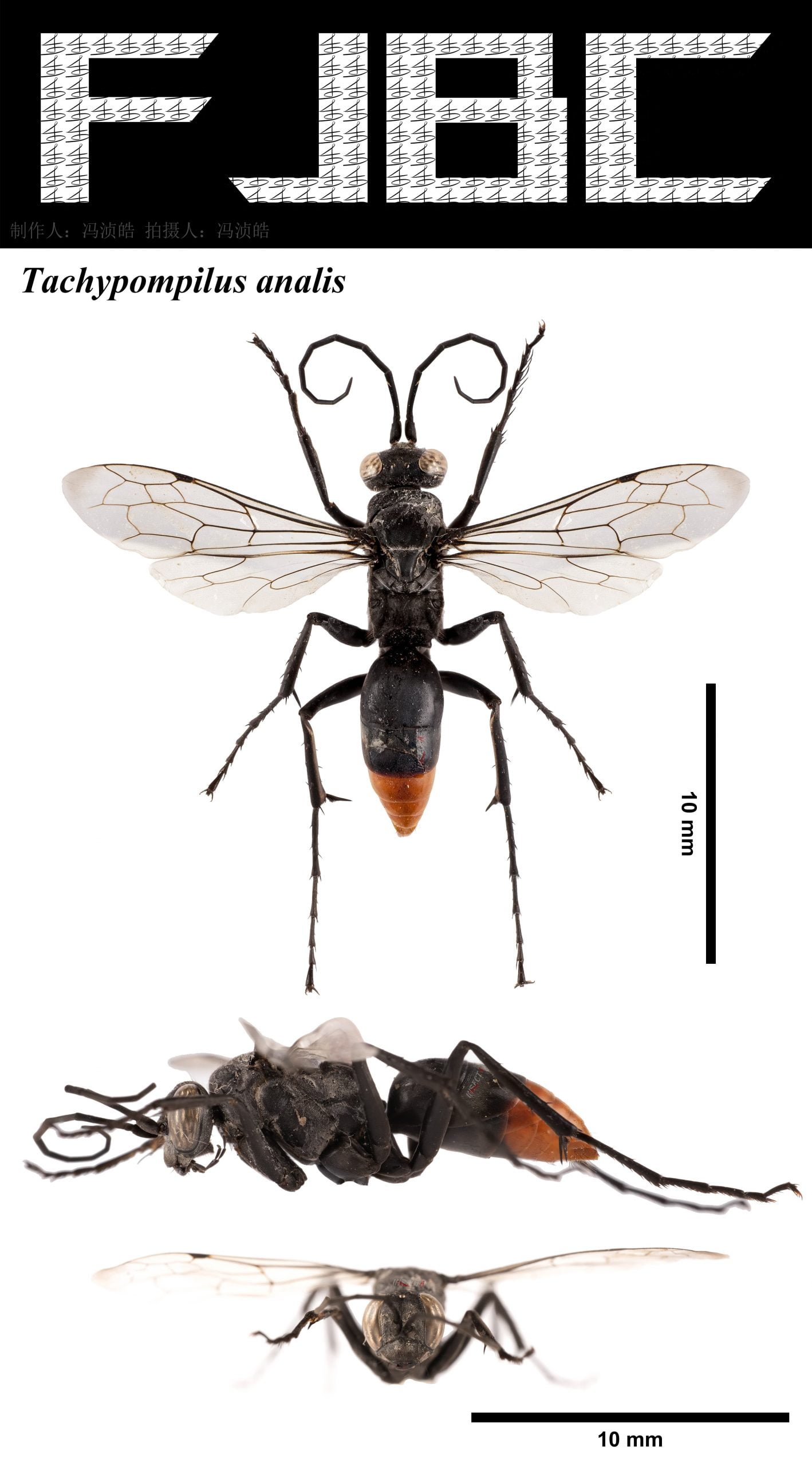 红尾捷蛛蜂 Tachypompilus analis