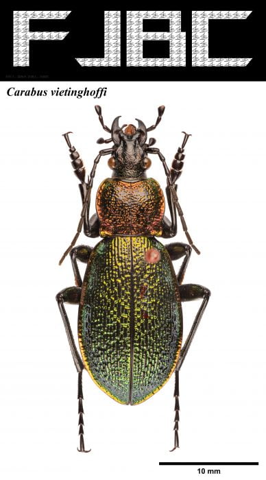 Read more about the article 维氏步甲 Carabus vietinghoffi