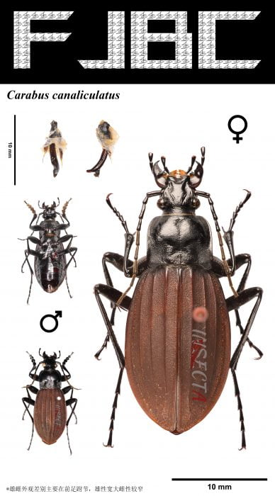 Read more about the article 脊步甲 Carabus canaliculatus