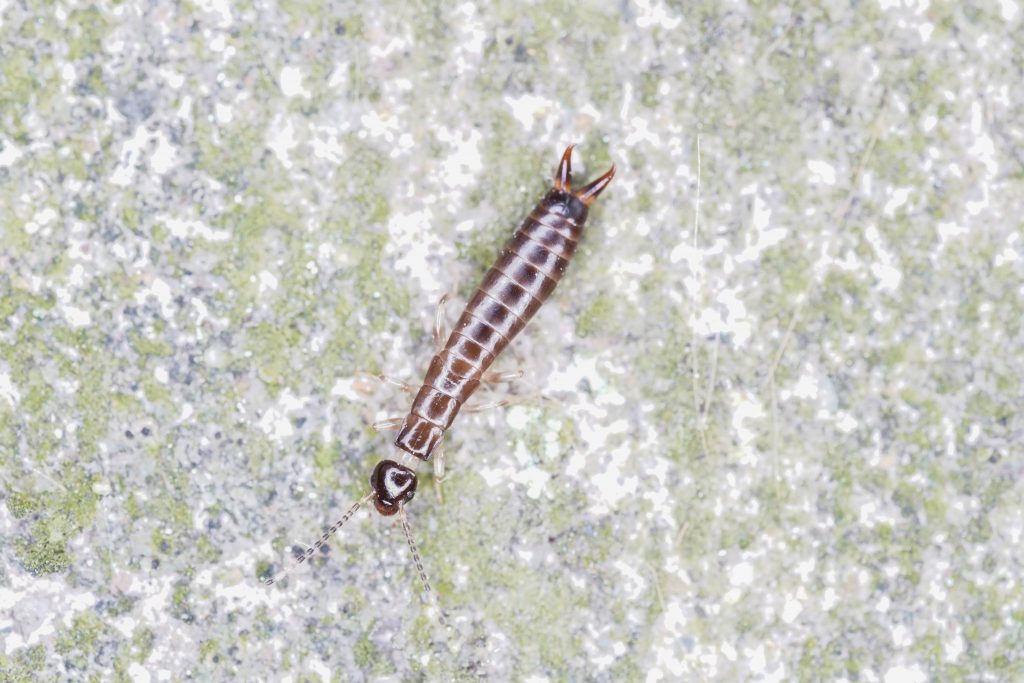 Read more about the article 贝小肥螋 Euborellia plebeja