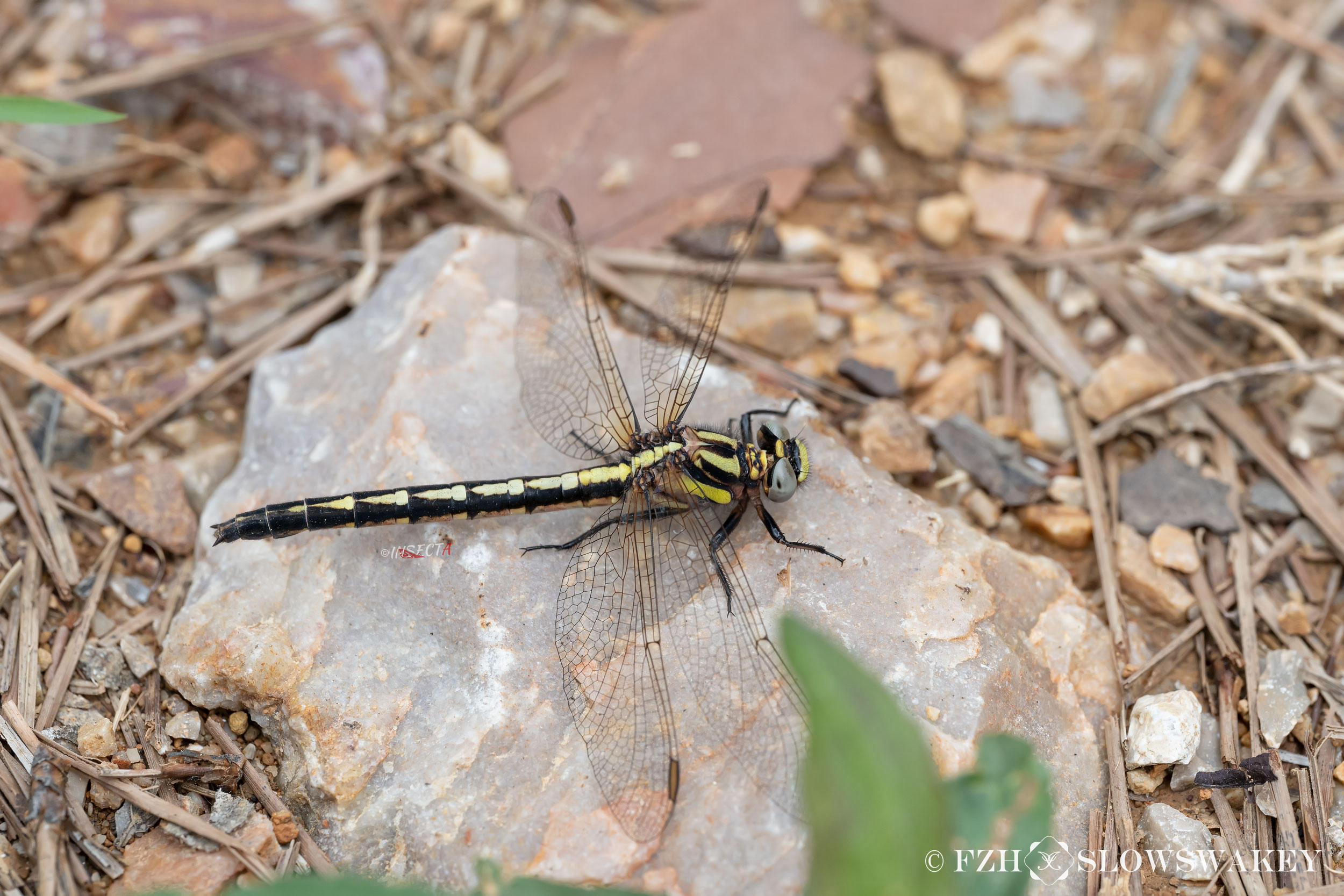 Read more about the article 野居棘尾春蜓 Trigomphus agricola