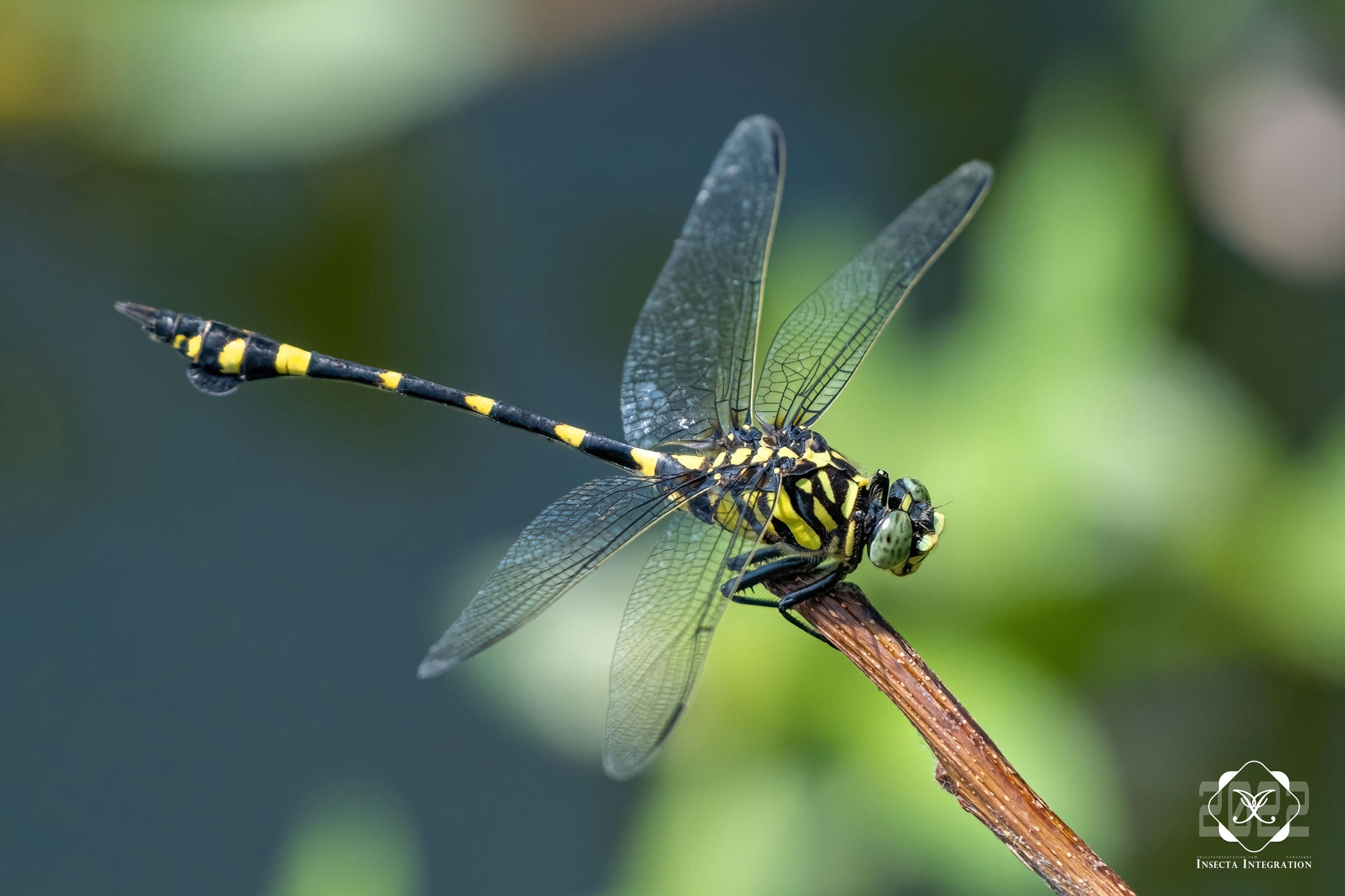 Read more about the article 霸王叶春蜓 Ictinogomphus pertinax