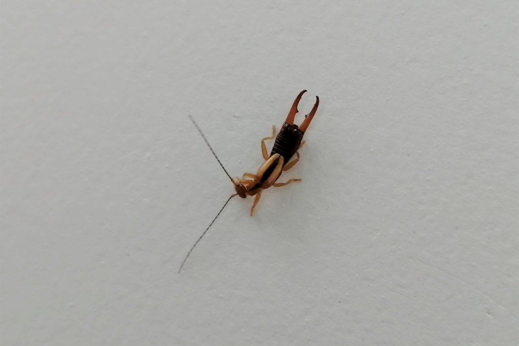 Read more about the article 首垫跗螋 Proreus simulans