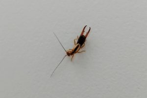 首垫跗螋 Proreus simulans 生态照1