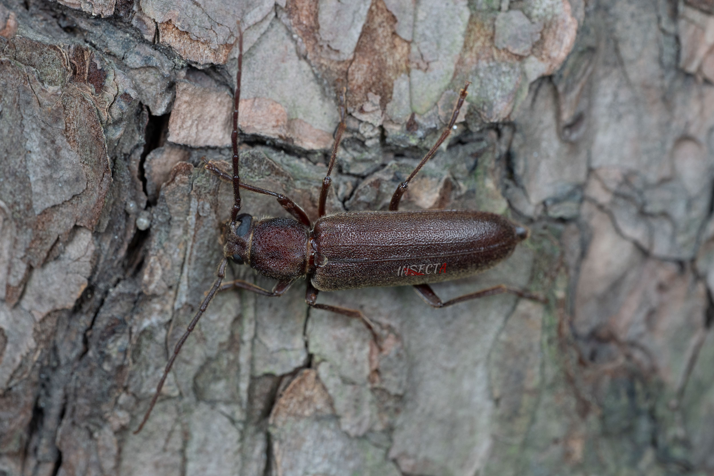 奥氏凹胸天牛 Cephalallus oberthuri – IISDW