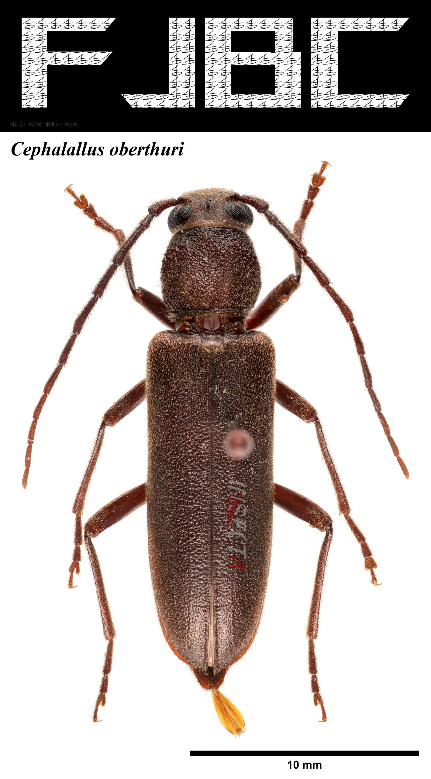 奥氏凹胸天牛 Cephalallus oberthuri – IISDW