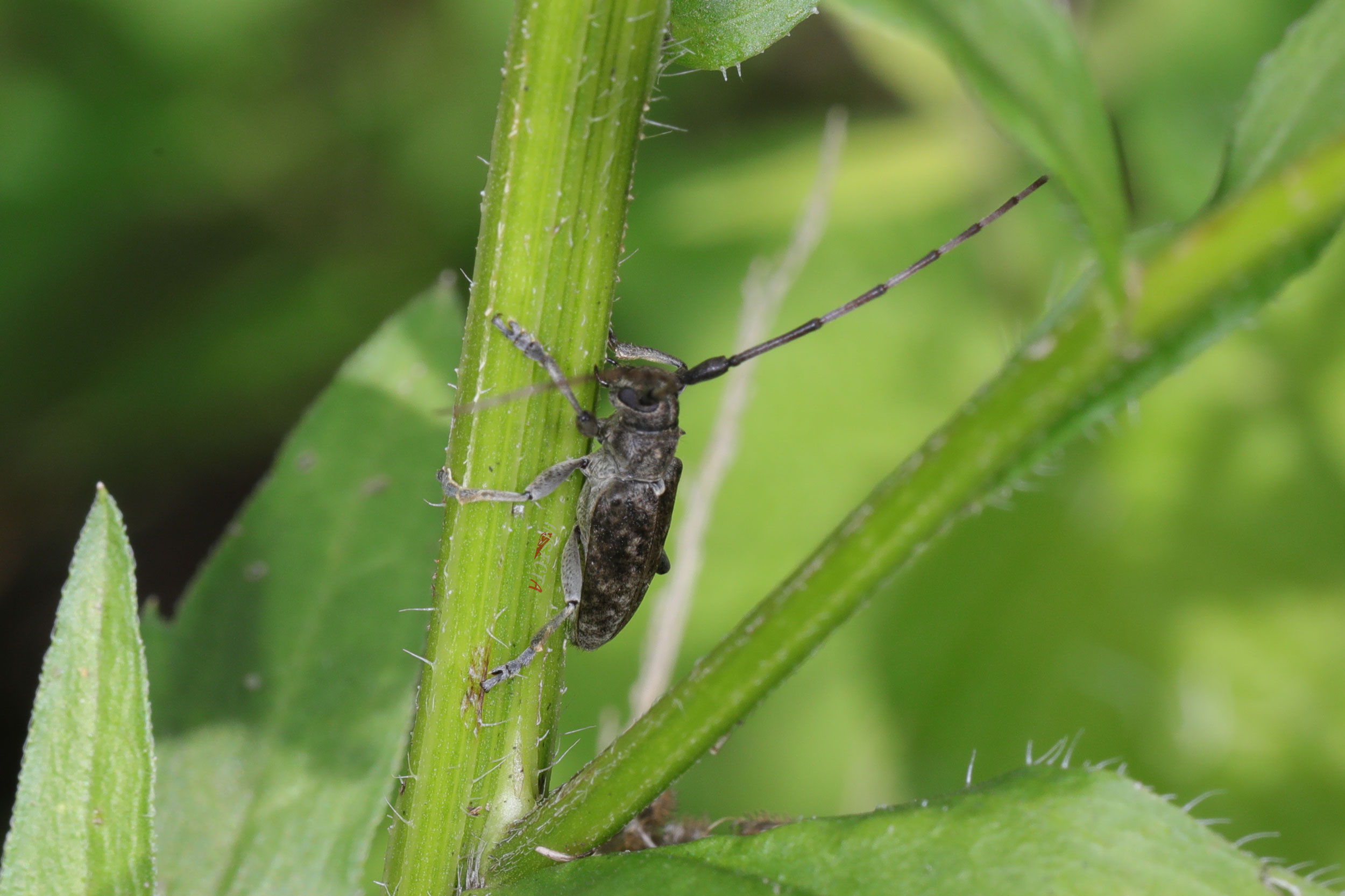天牛科 Cerambycidae – 积分昆虫学标本照片库