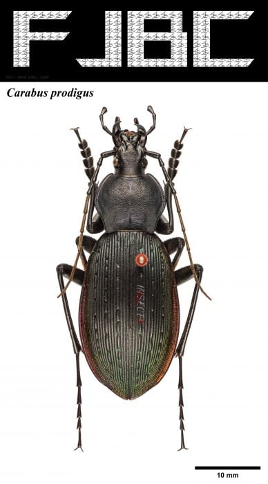 Read more about the article 奇步甲 Carabus prodigus