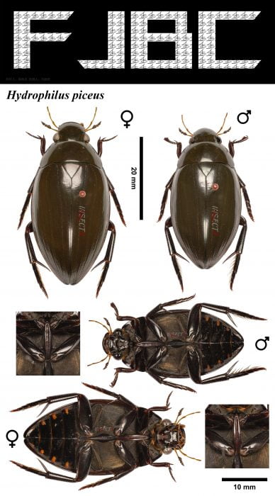 Read more about the article 宽跗牙甲 Hydrophilus piceus