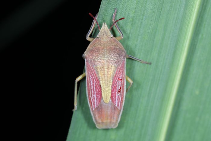 Read more about the article 平尾梭蝽 Megarrhamphus truncatus