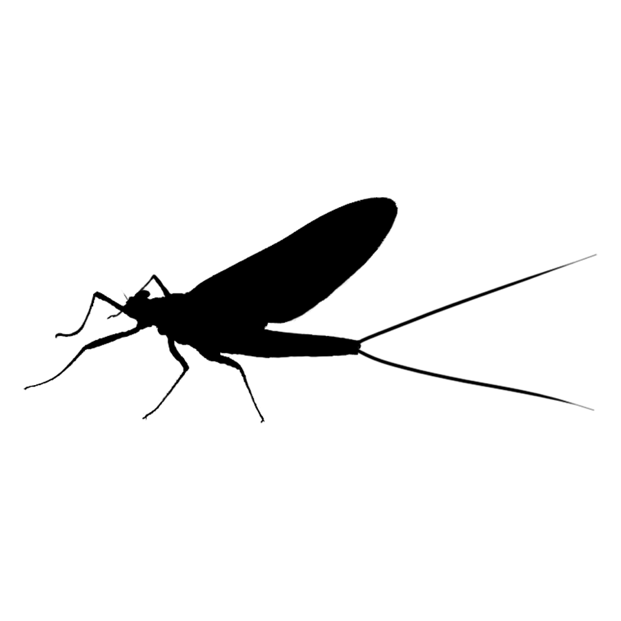 Read more about the article 扁蜉科 Heptageniidae