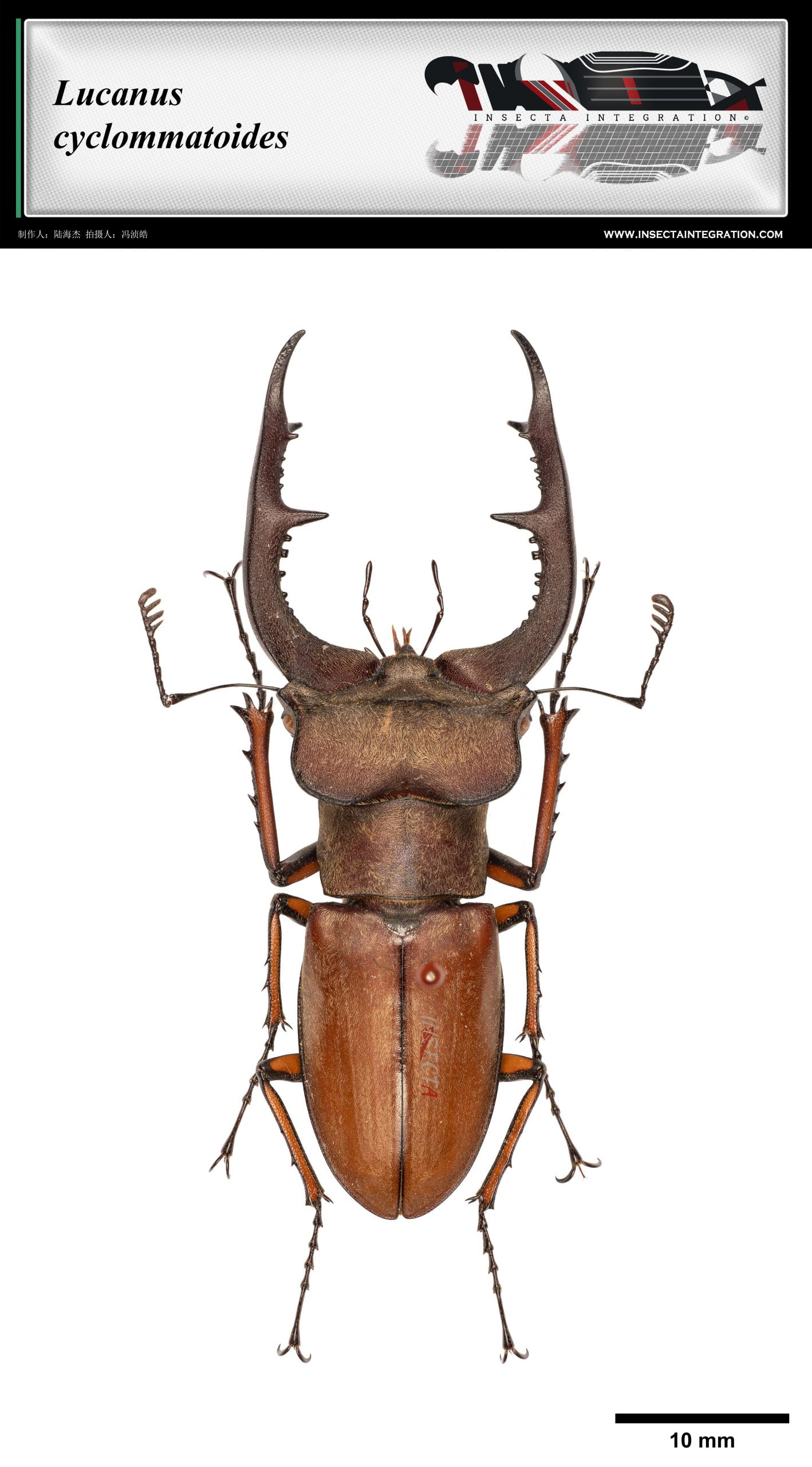 Read more about the article 橙深山锹甲 Lucanus cyclommatoides