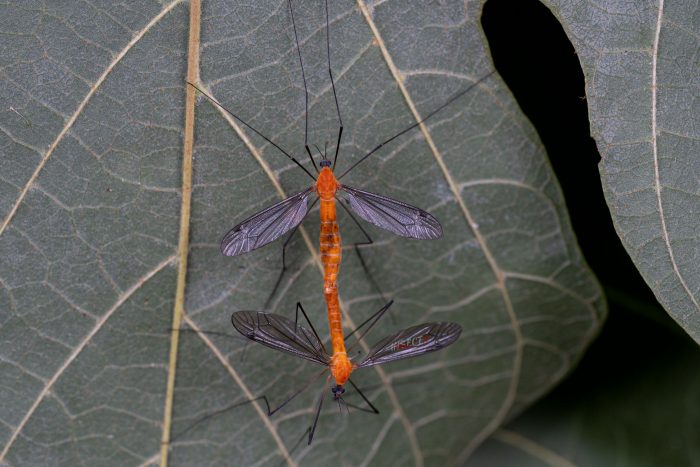 Read more about the article 江苏丽大蚊 Tipula kiangsuensis