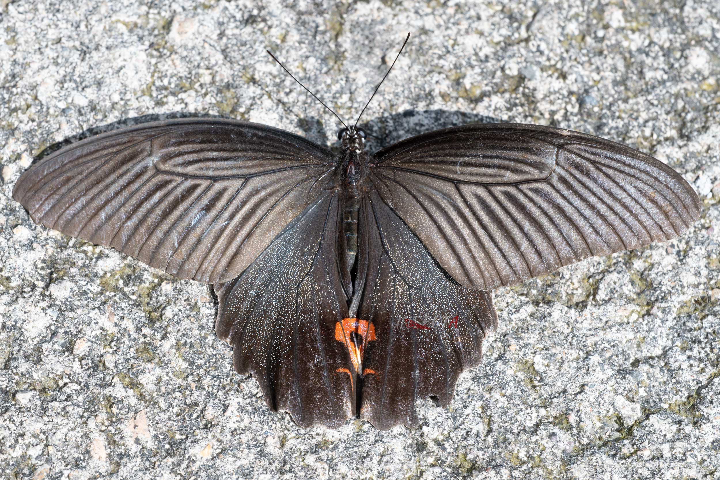 蓝凤蝶指名亚种 Papilio protenor protenor HNH2