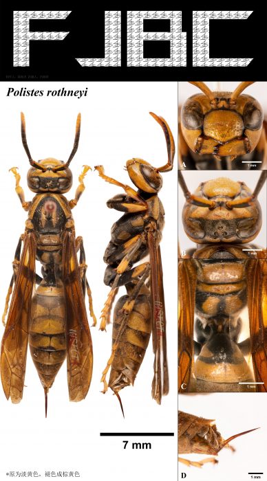 Read more about the article 陆马蜂 Polistes rothneyi