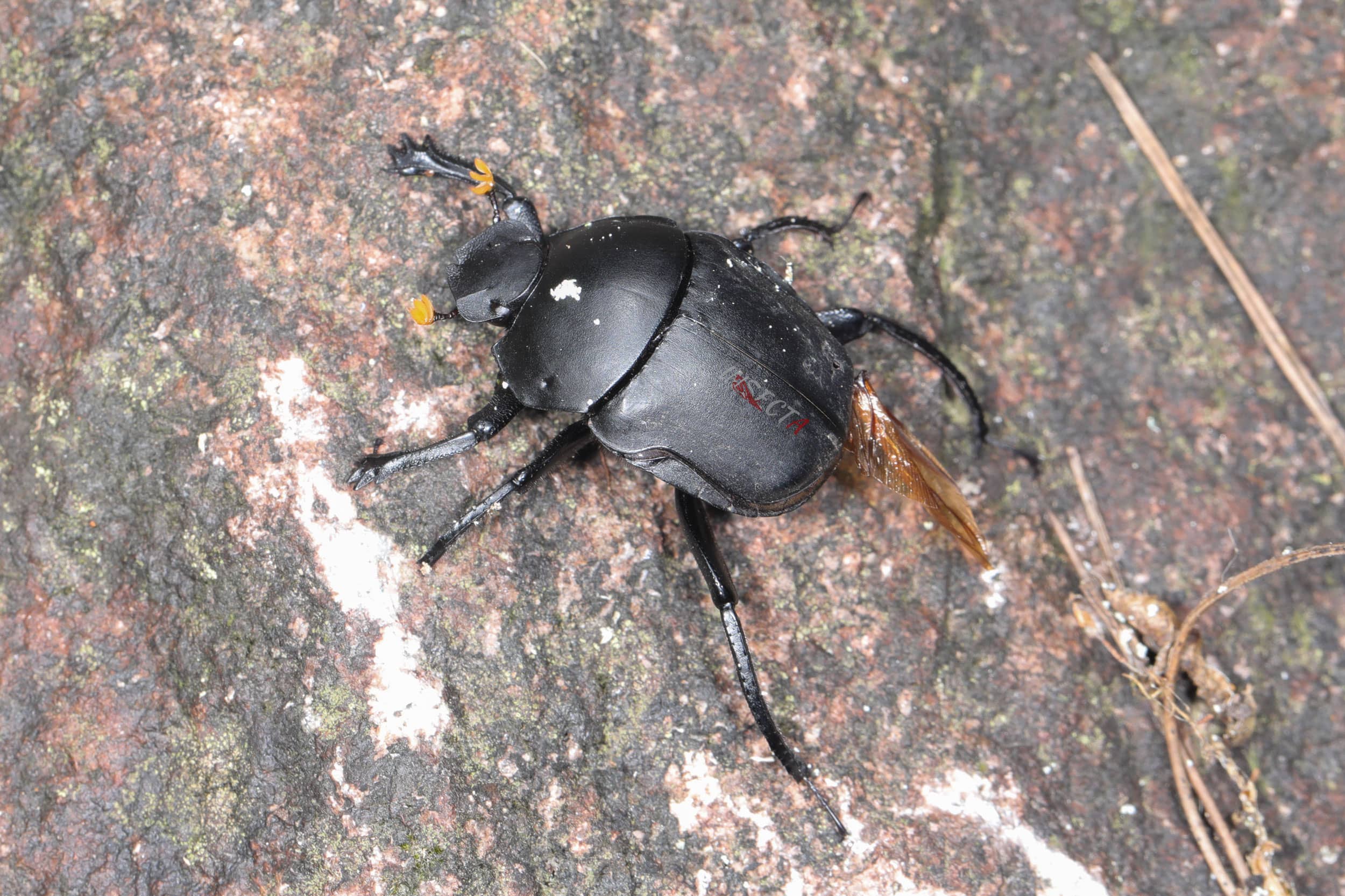 黑侧裸蜣螂 Paragymnopleurus melanarius 生态照1