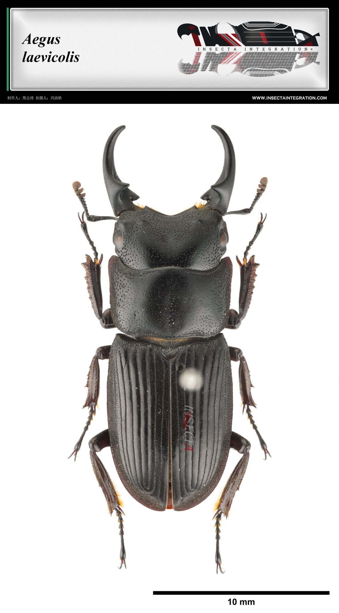 方胸肥角锹甲 Aegus laevicollis – IISDW