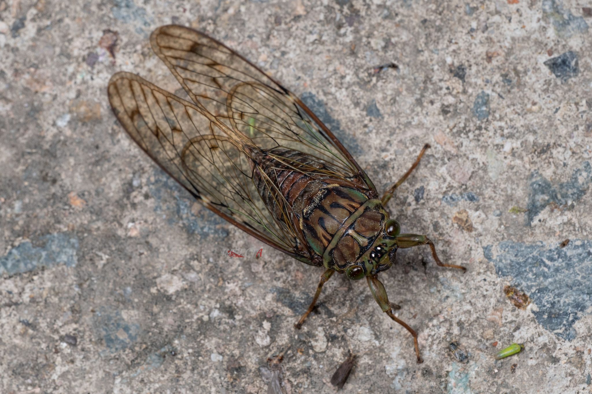 蝉科 Cicadidae – IISDW