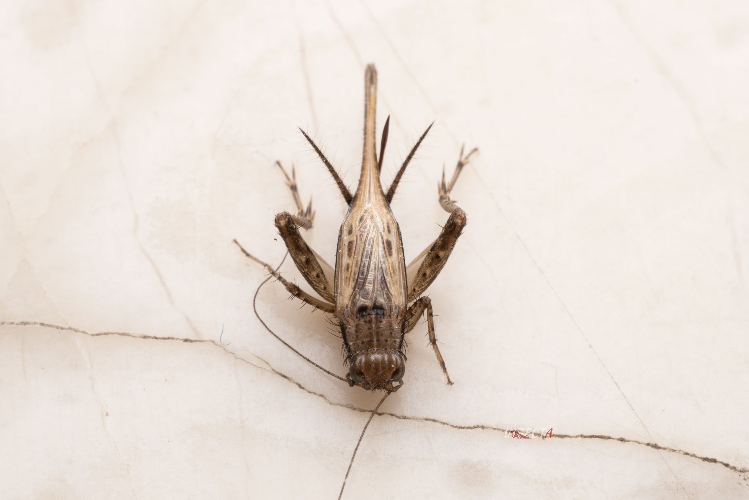 斑翅灰针蟋 Polionemobius taprobanensis ♀ HNH2