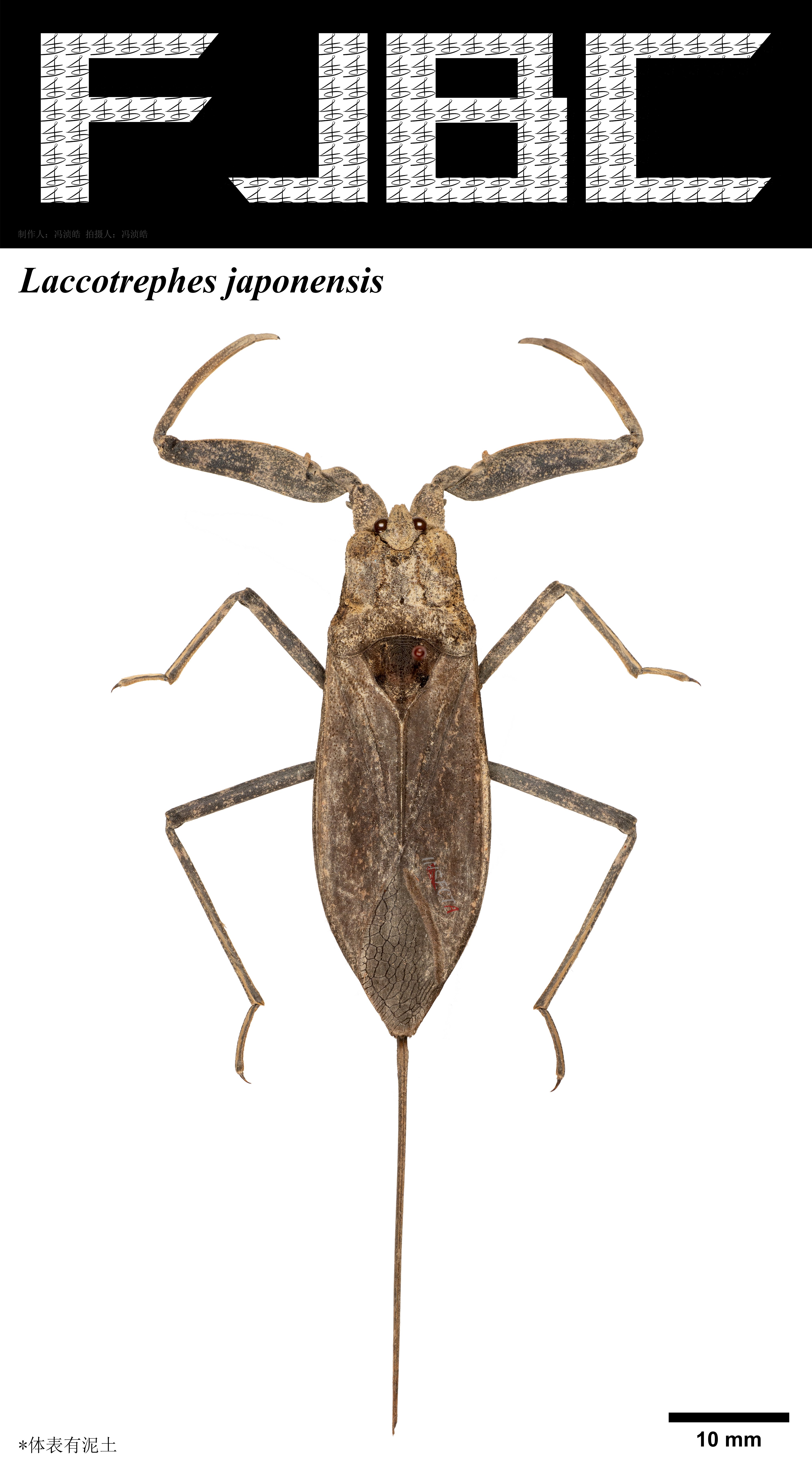 標本 Taiwan Dytiscoidae sp.37mm 日壮蝎蝽Laccotrephes japonensis – IISDW