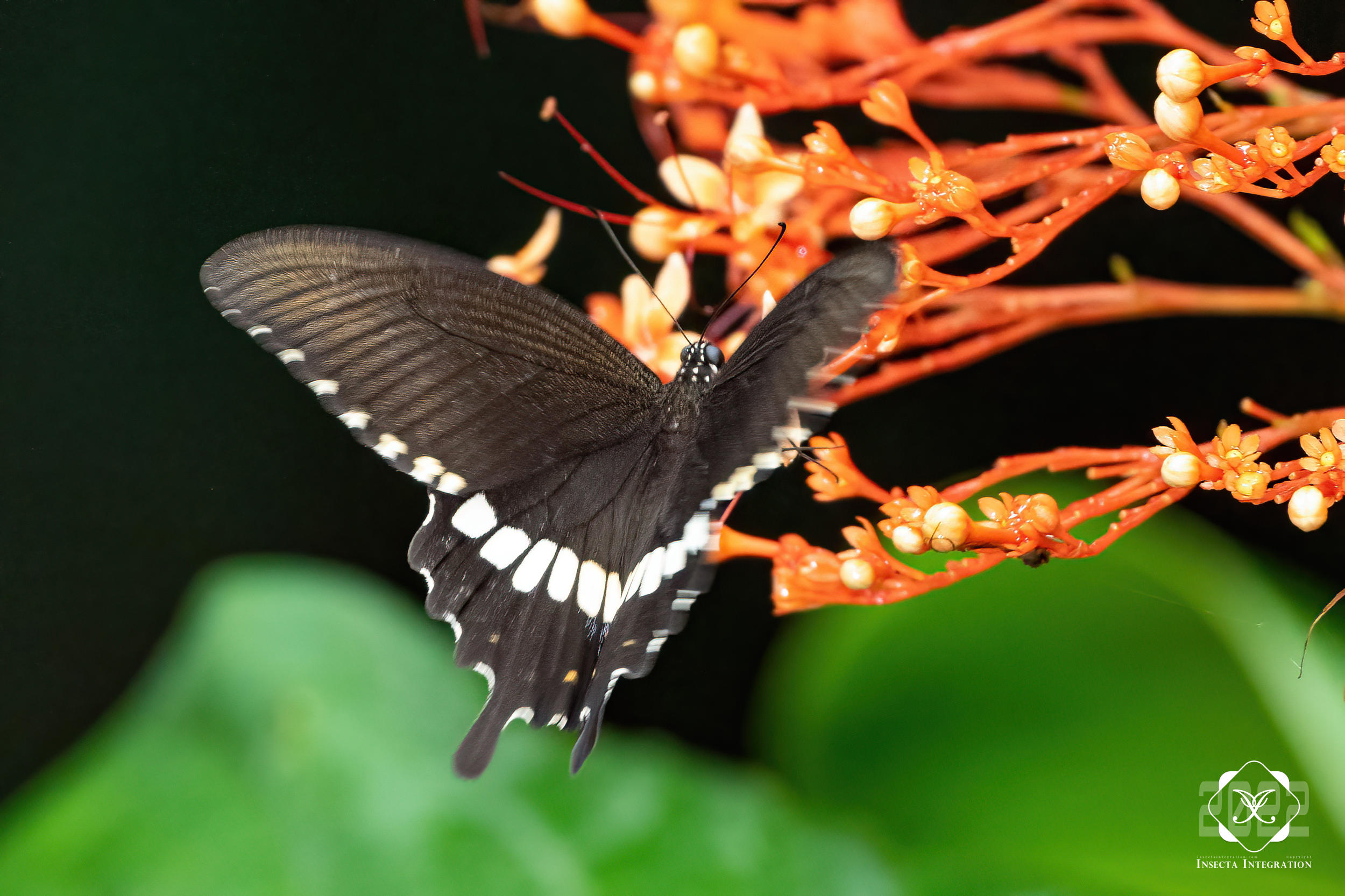 玉带凤蝶指名亚种 Papilio polytes polytes ♂ HNH1