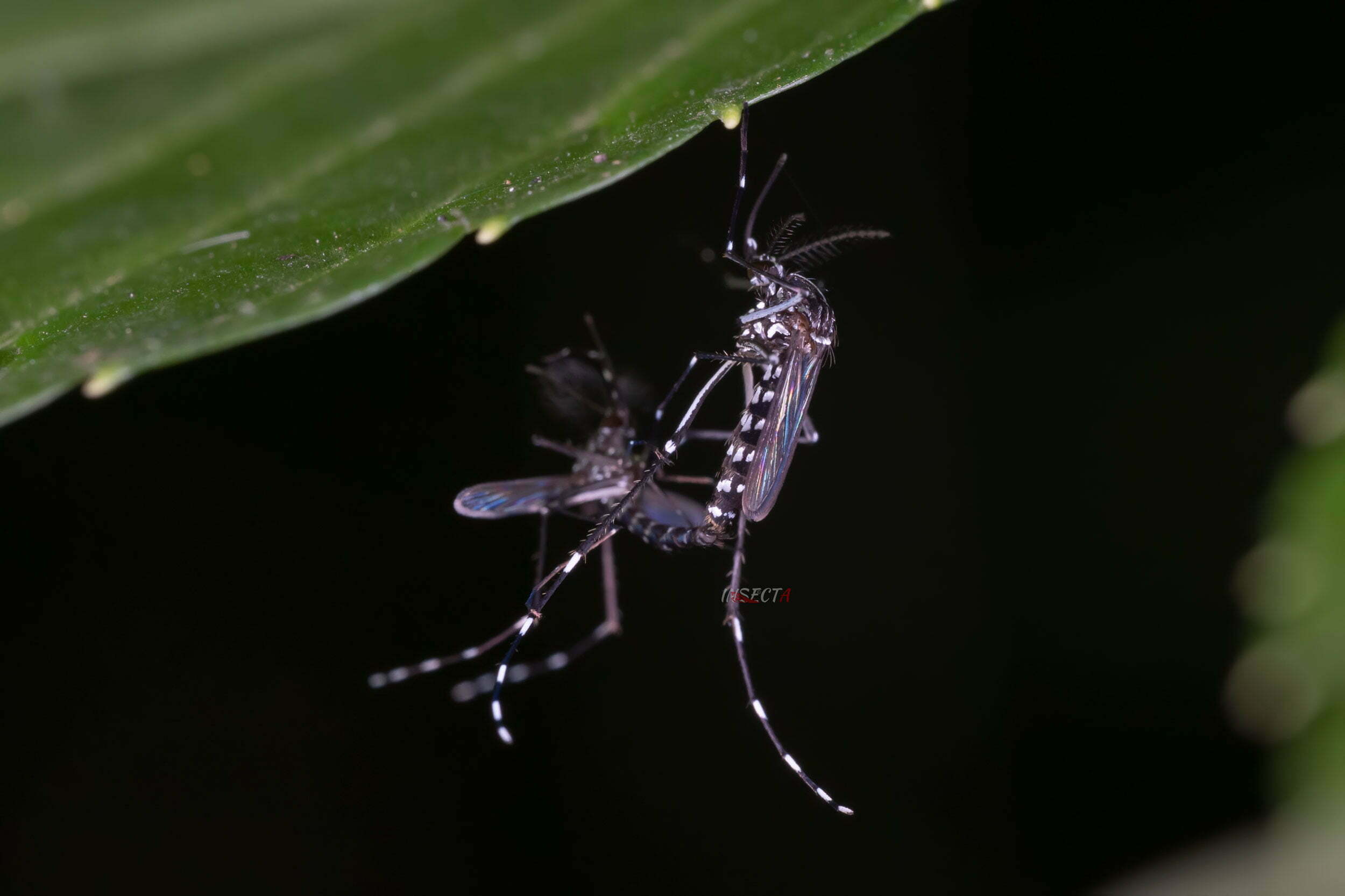 白纹伊蚊 Aedes albopictus 生态照1