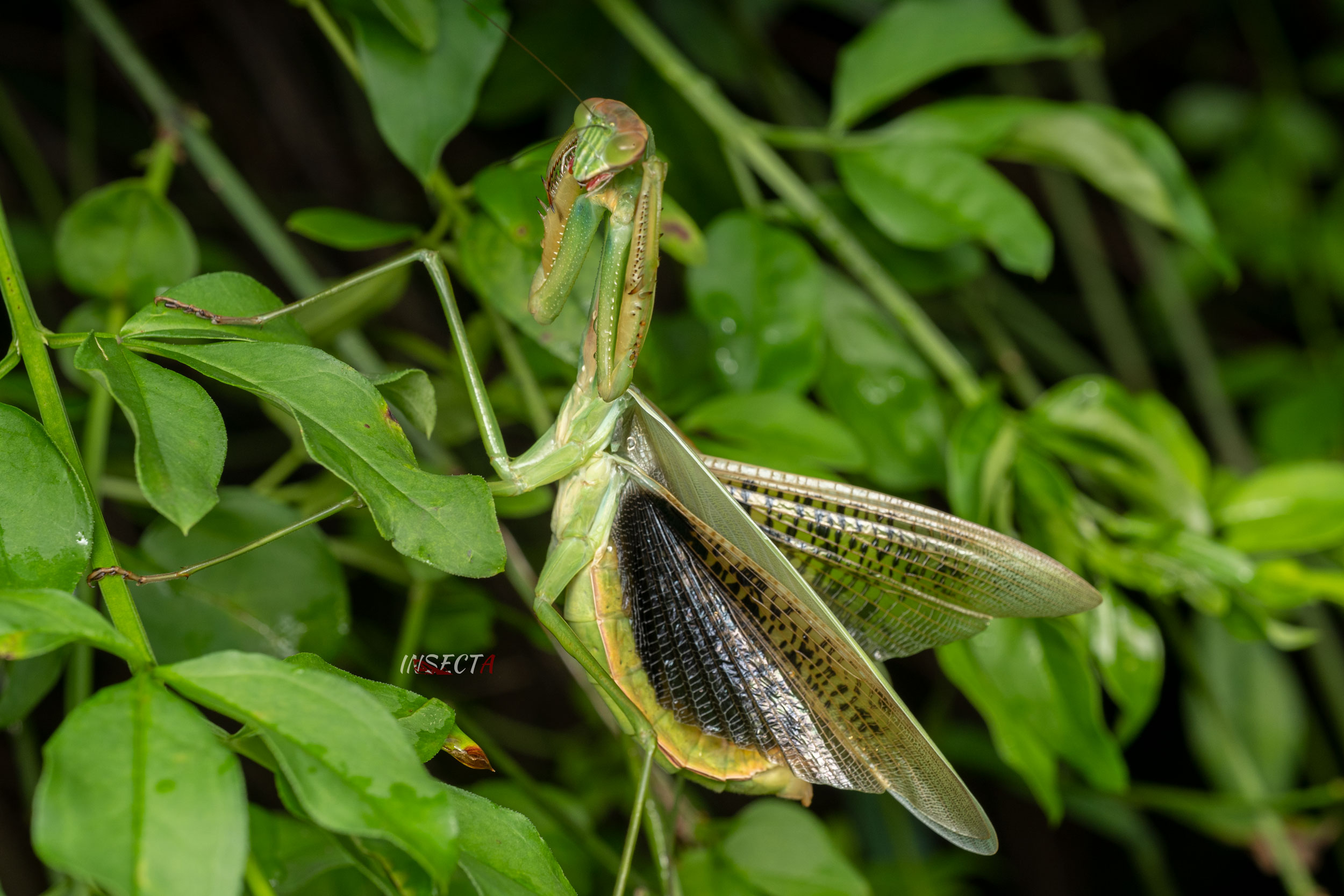 中华大刀螳 Tenodera sinensis – IISDW