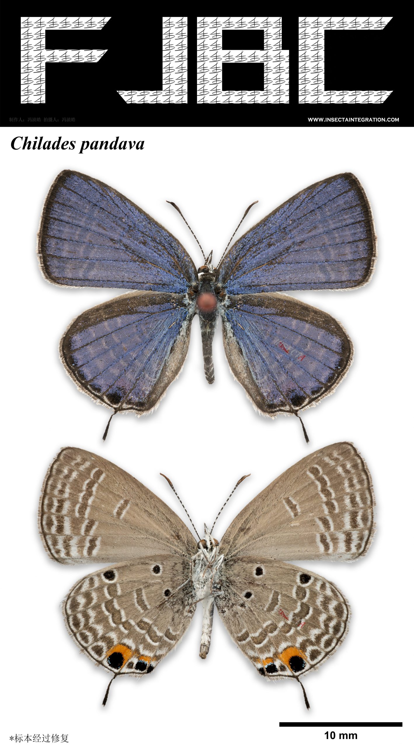 灰蝶科lycaenidae Iisdw