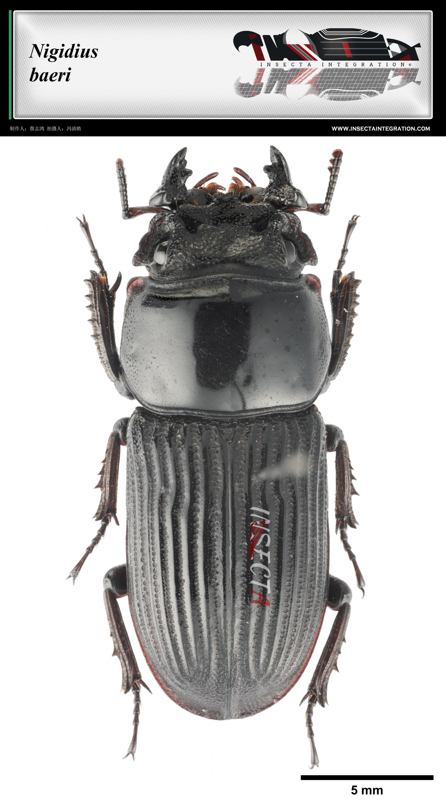 兰屿角葫芦锹甲♀ Nigidius baeri