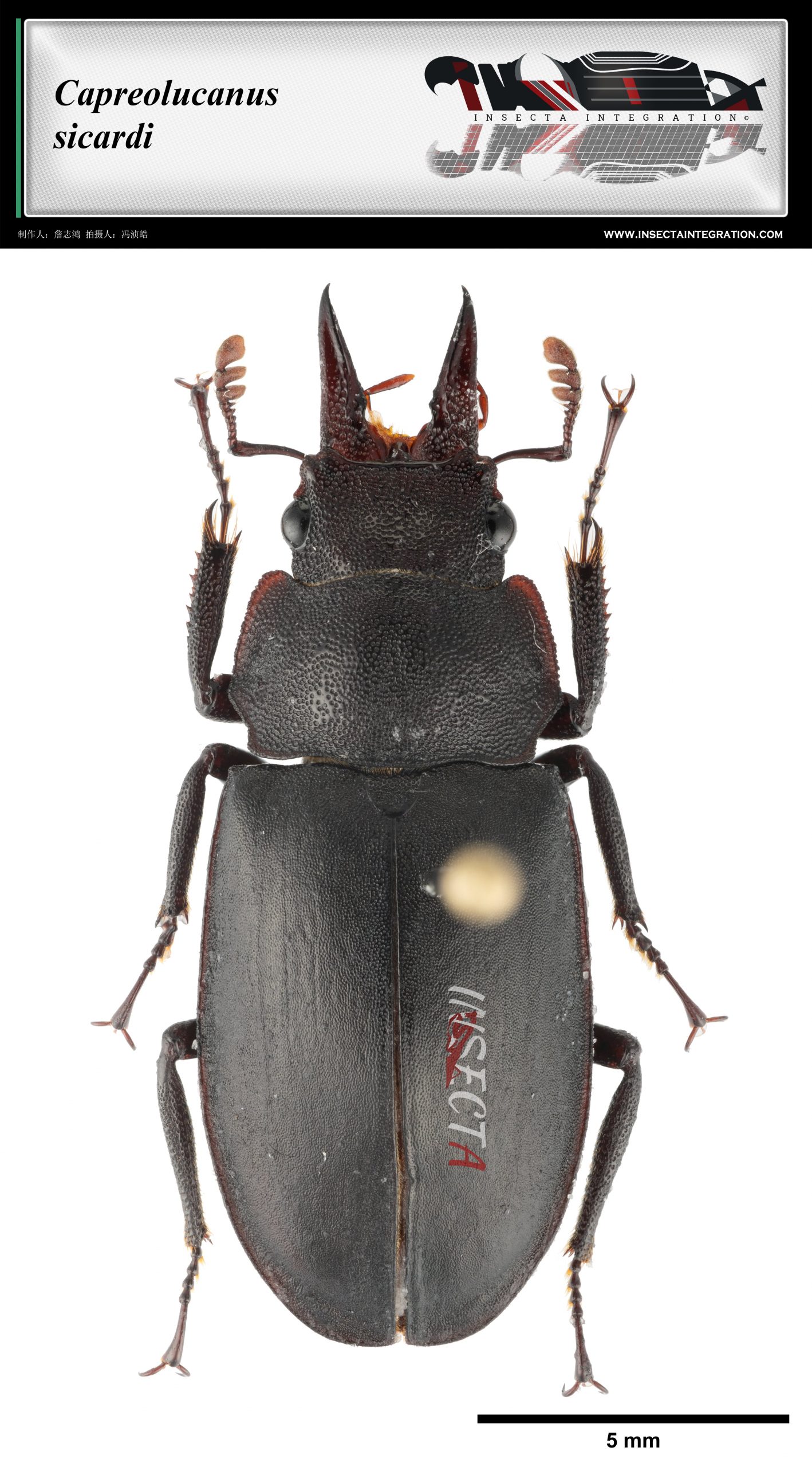 狍锹甲♀ Capreolucanus sicardi