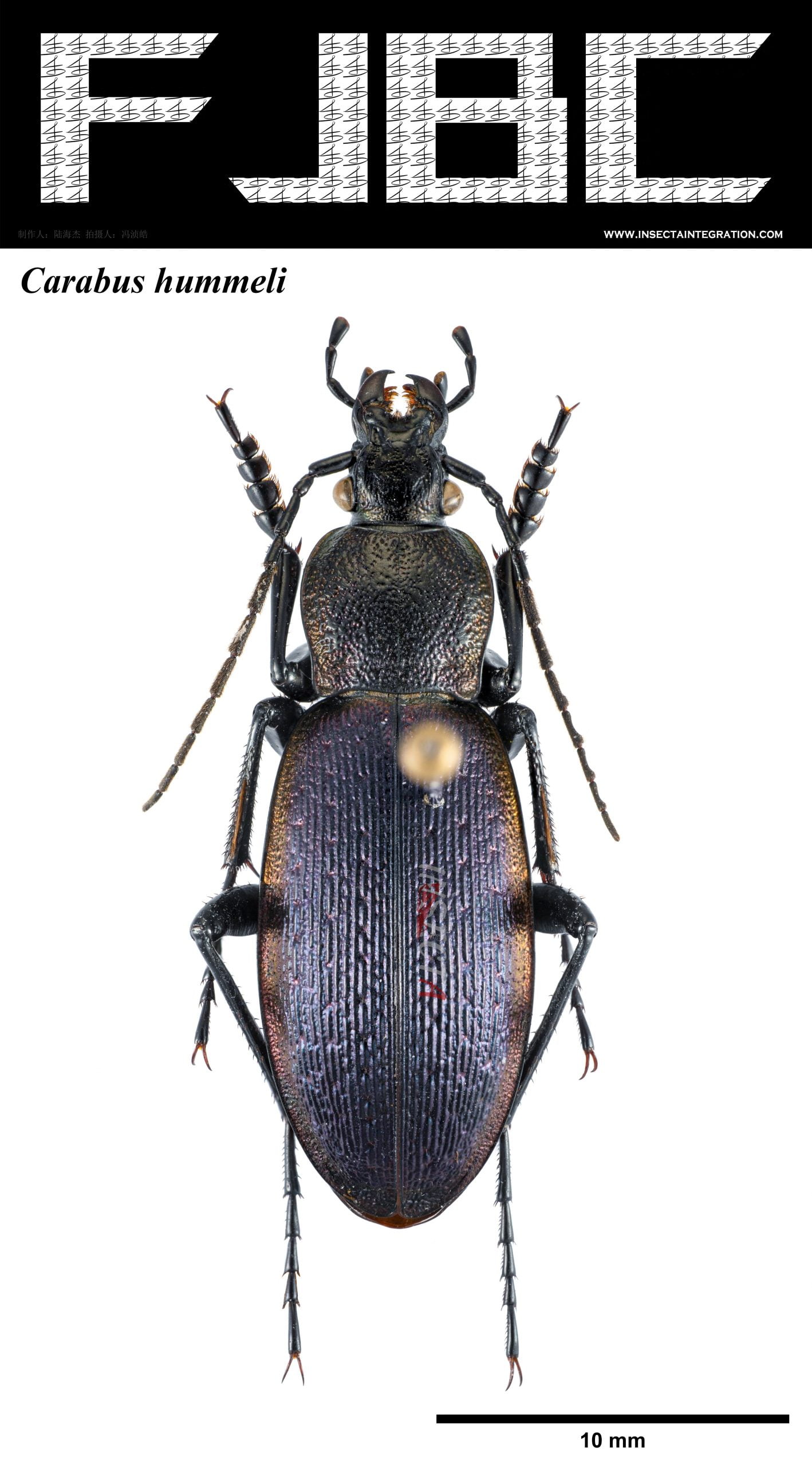Read more about the article 肩步甲 Carabus hummeli