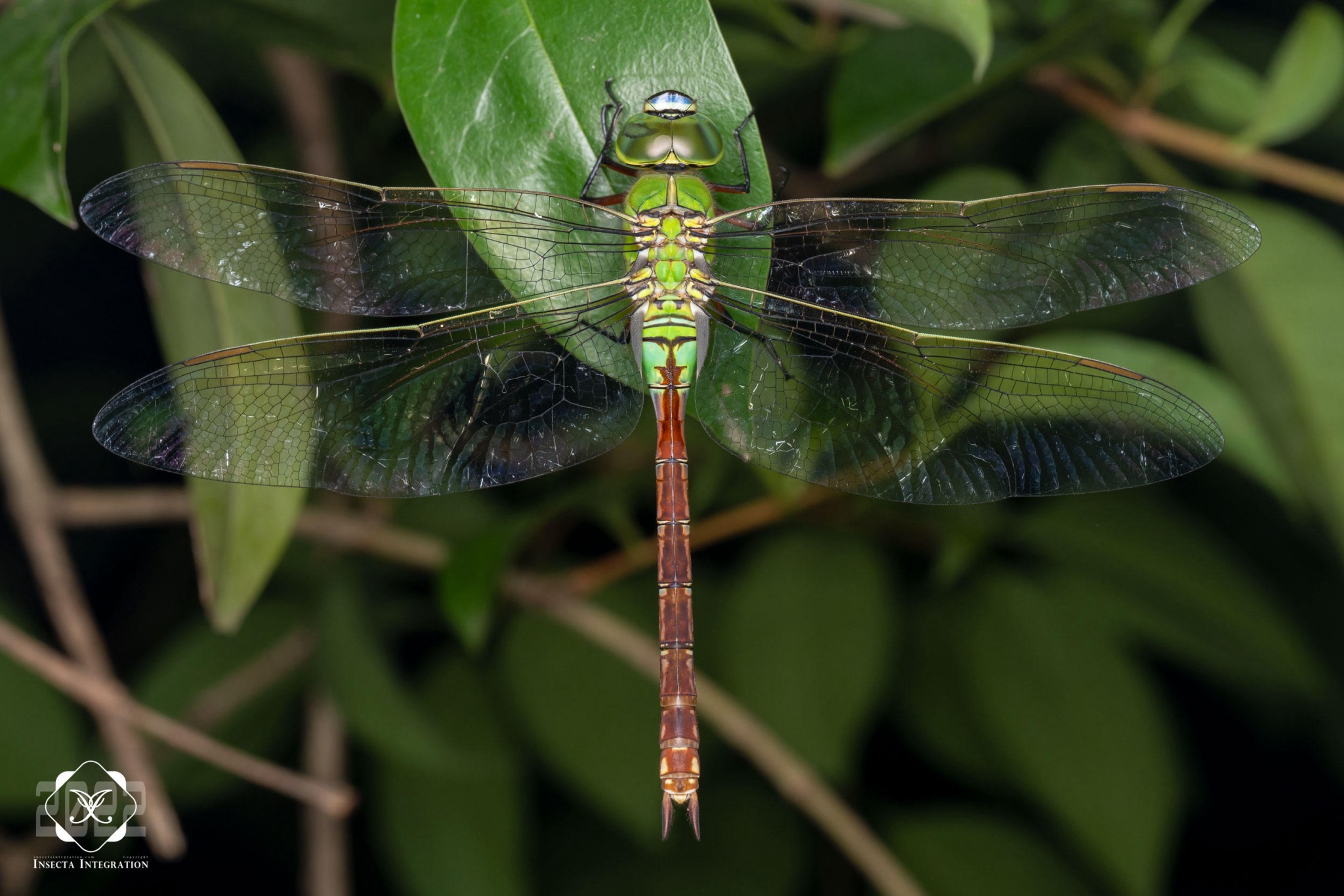 夏日夜眠 202208 – IISDW