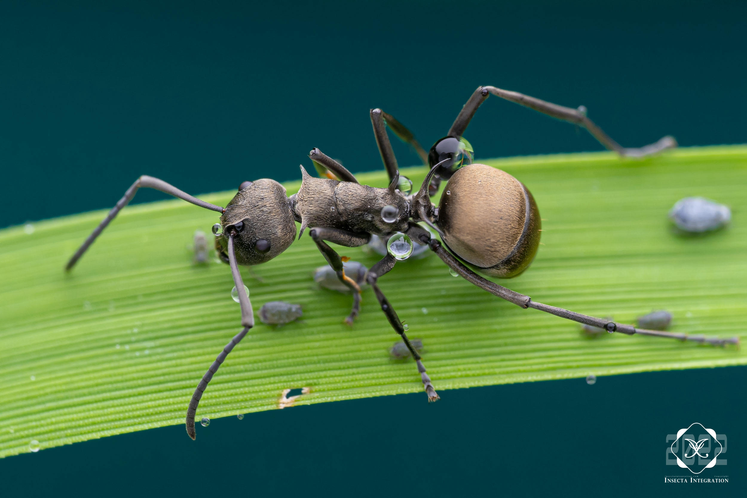 Read more about the article 双齿多刺蚁 Polyrhachis dives