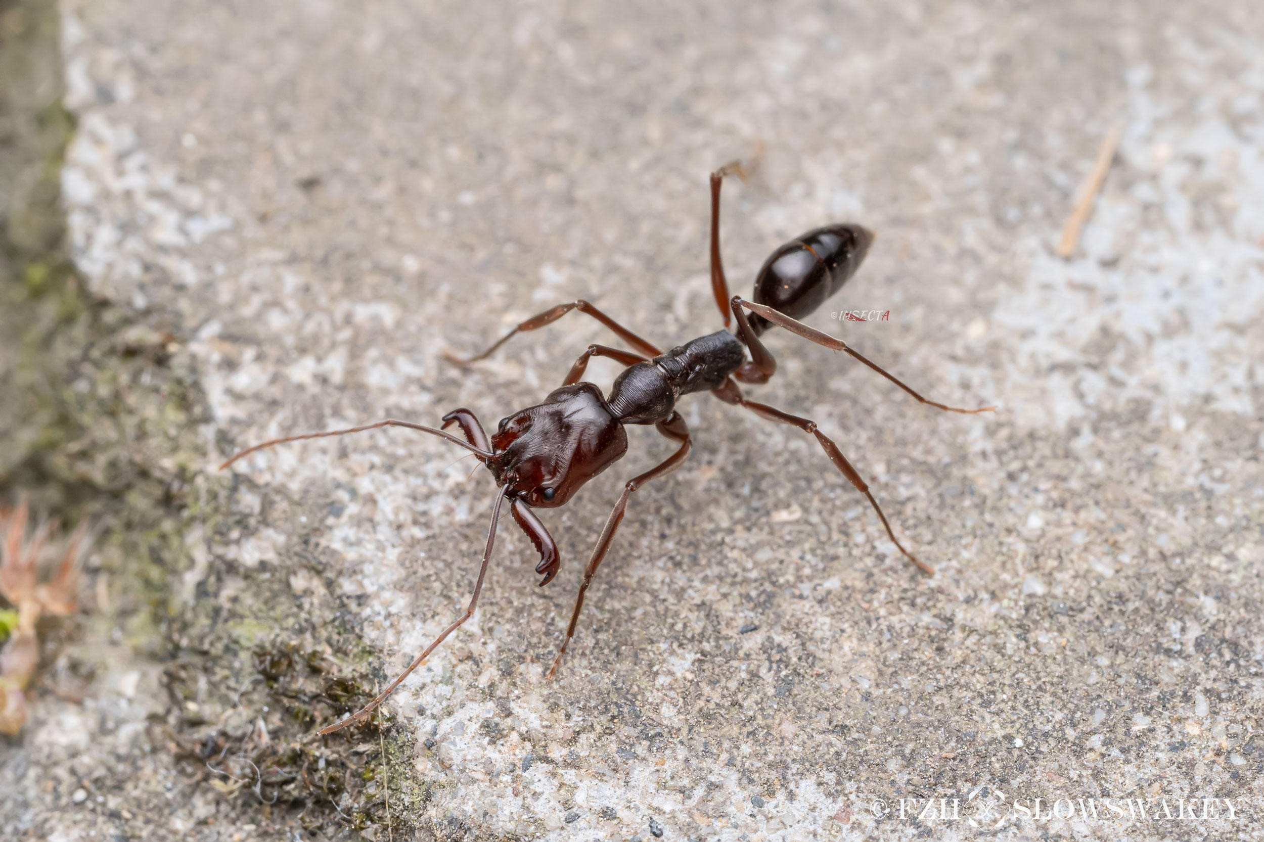 Read more about the article 山大齿猛蚁 Odontomachus monticola