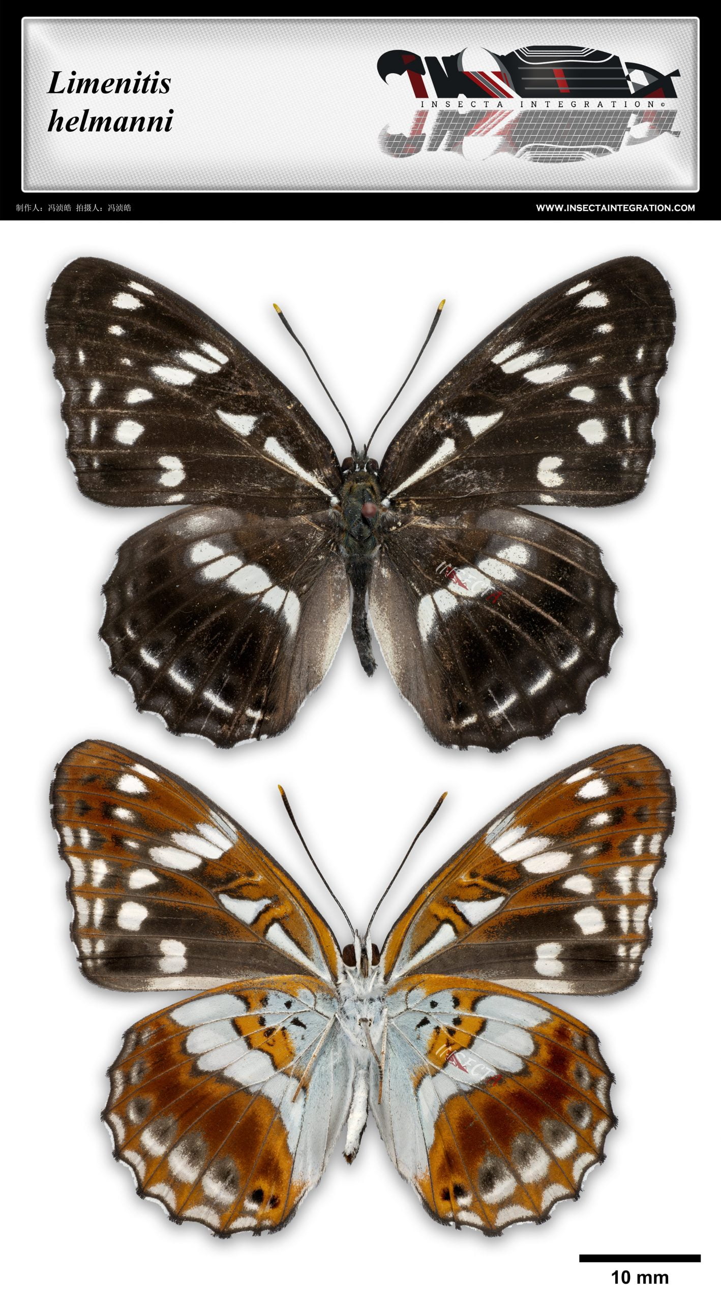 扬眉线蛱蝶 Limenitis helmanni
