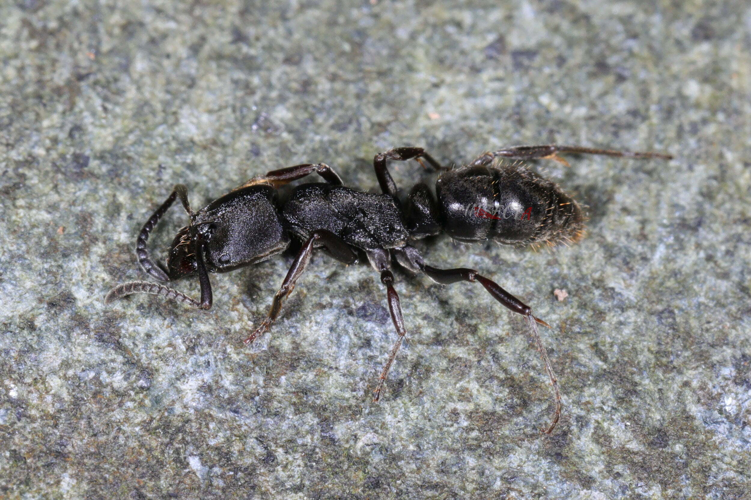 敏捷扁头猛蚁（工蚁） Ectomomyrmex astutus 生态照1