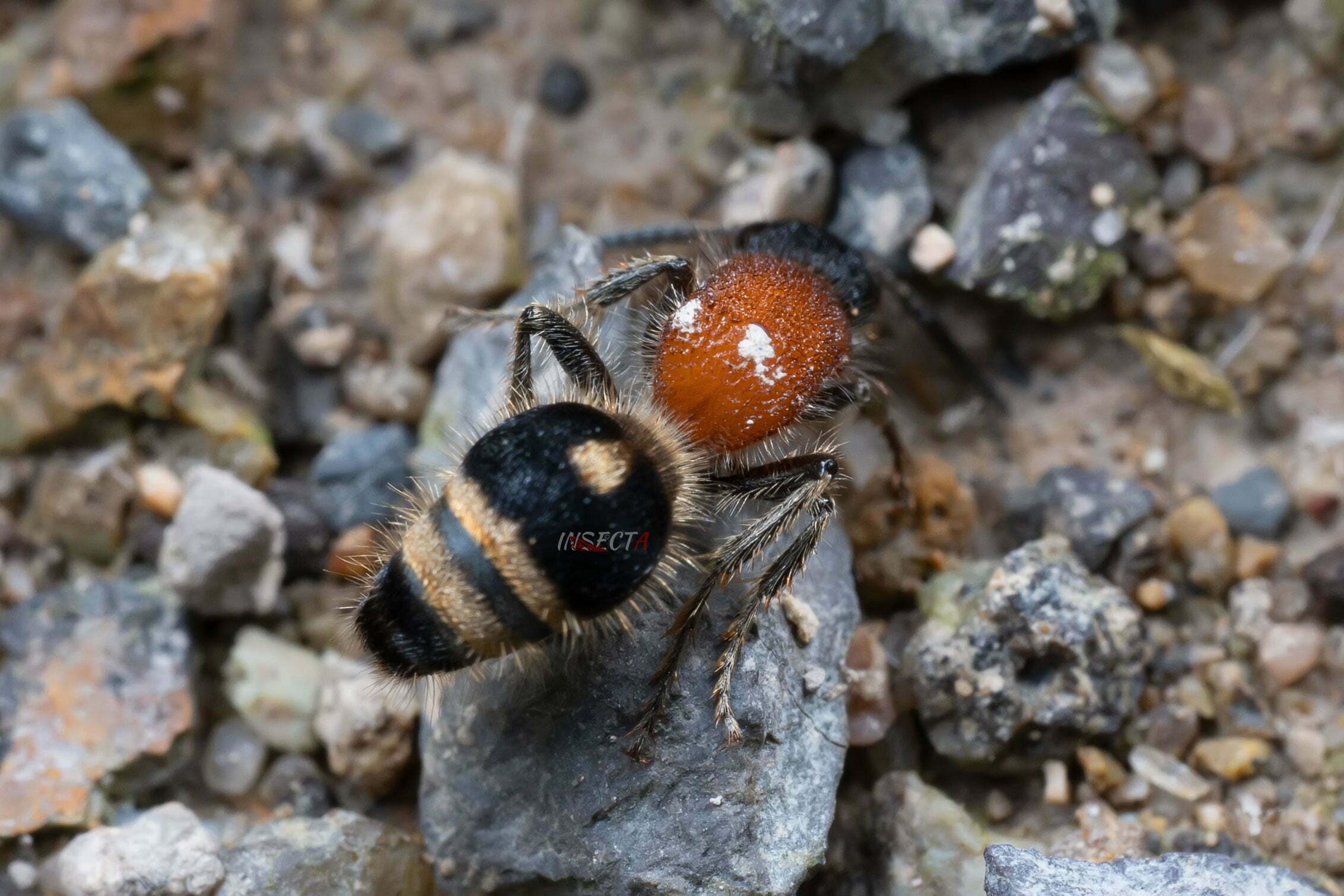 林氏尼蚁蜂指名亚种♀ Nemka limi limi 生态照1