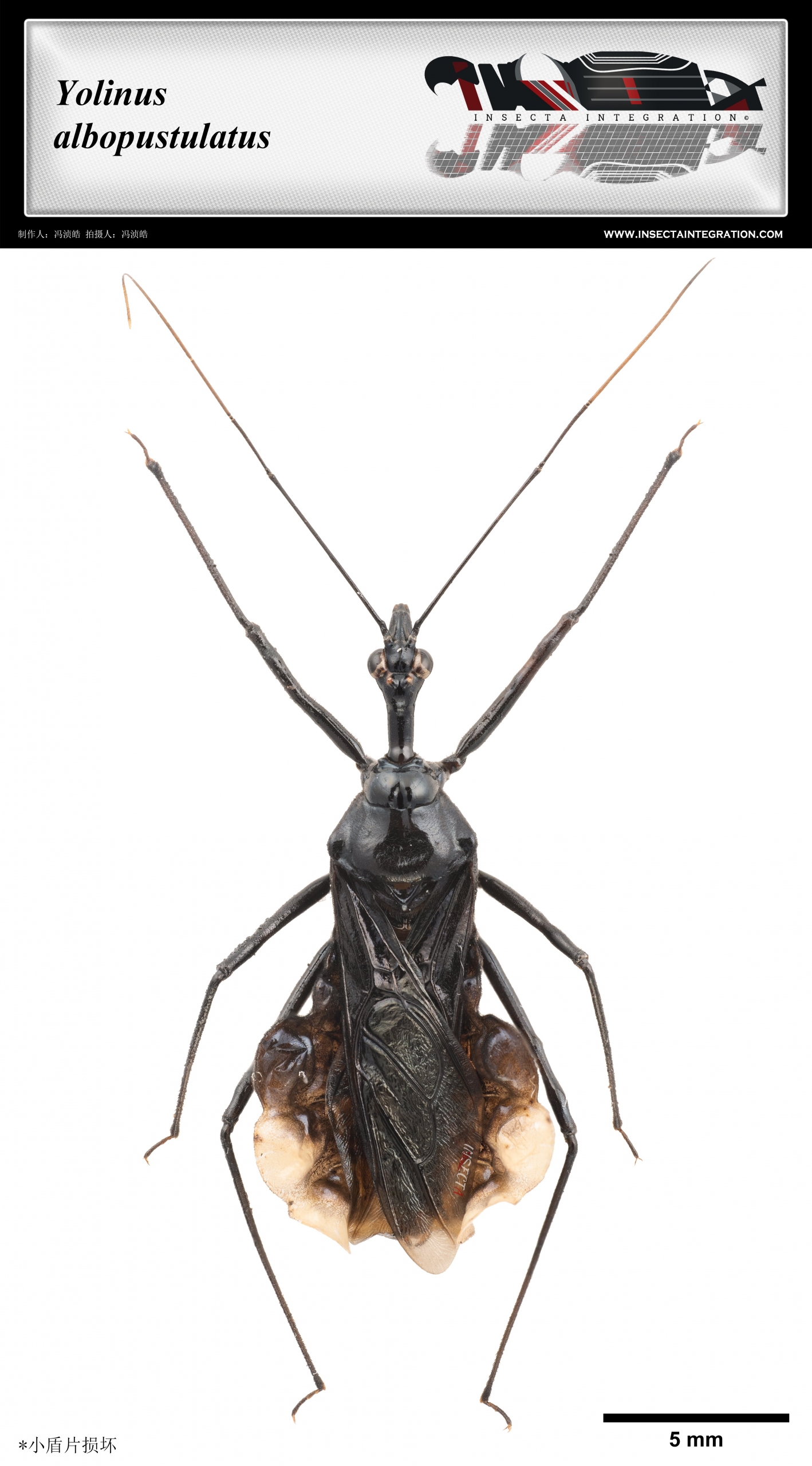 淡裙猎蝽 Yolinus albopustulatus SI1