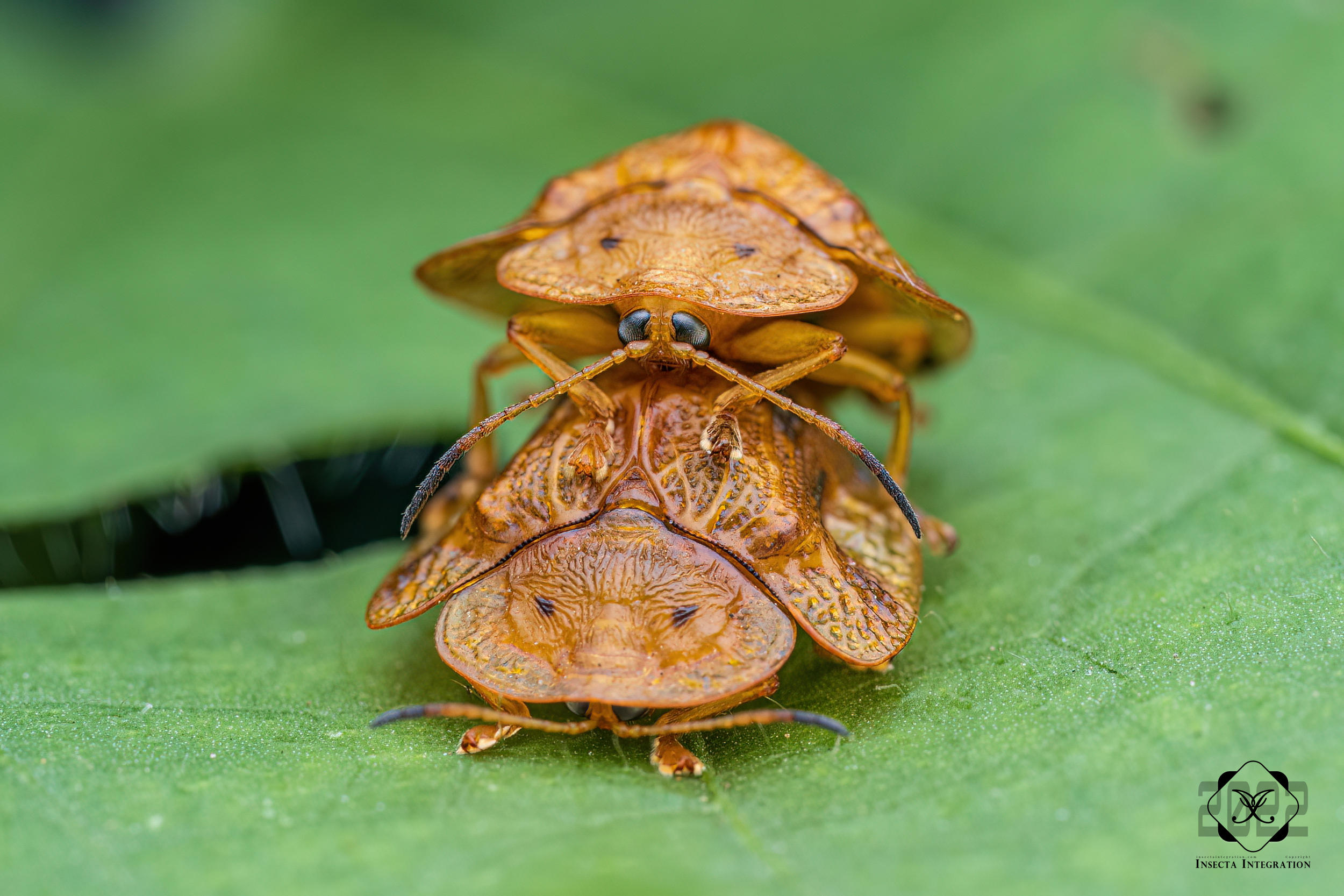 甘薯蜡龟甲指名亚种 Laccoptera nepalensis nepalensis HNH3
