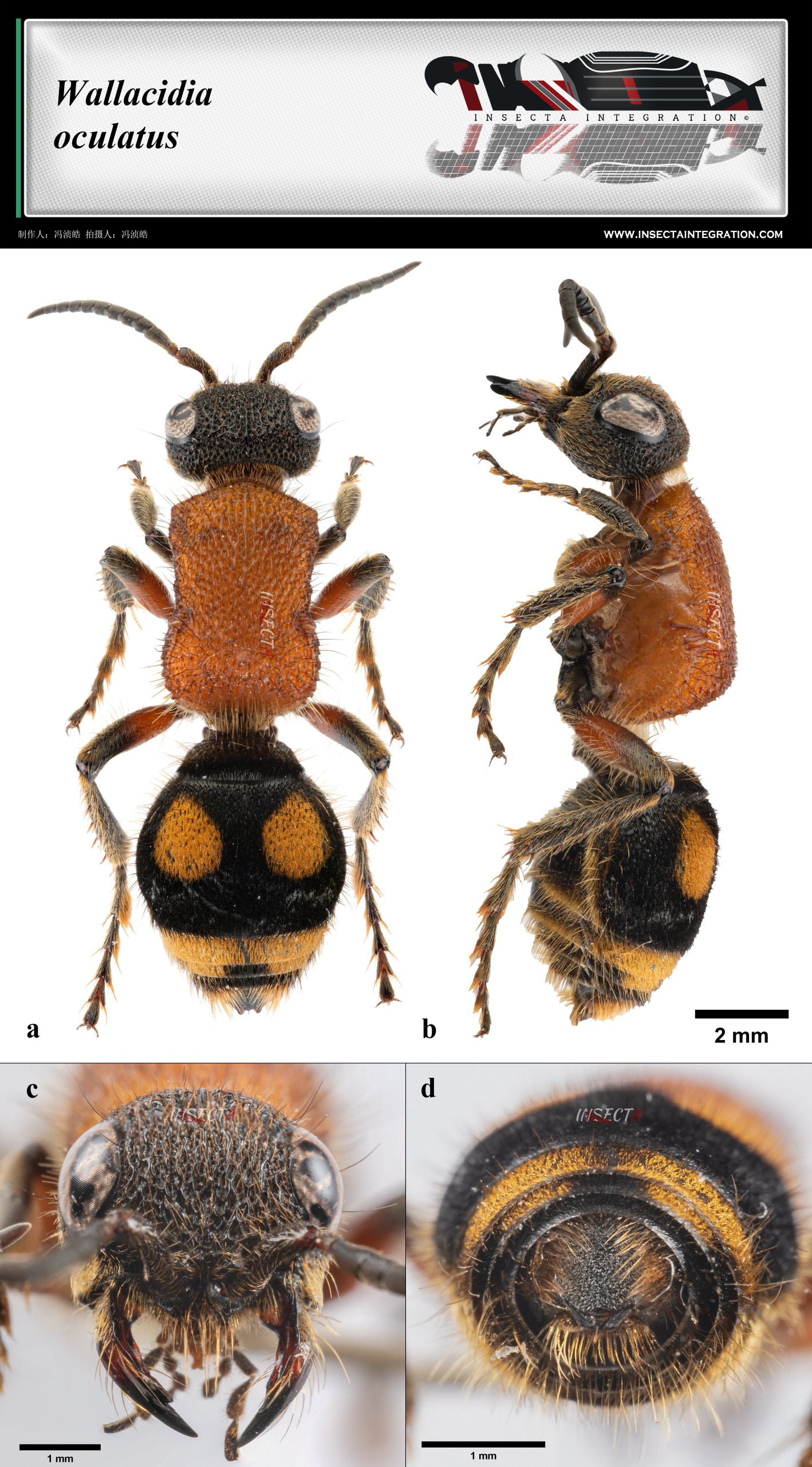 眼斑华蚁蜂 Wallacidia oculata ♀ SI1