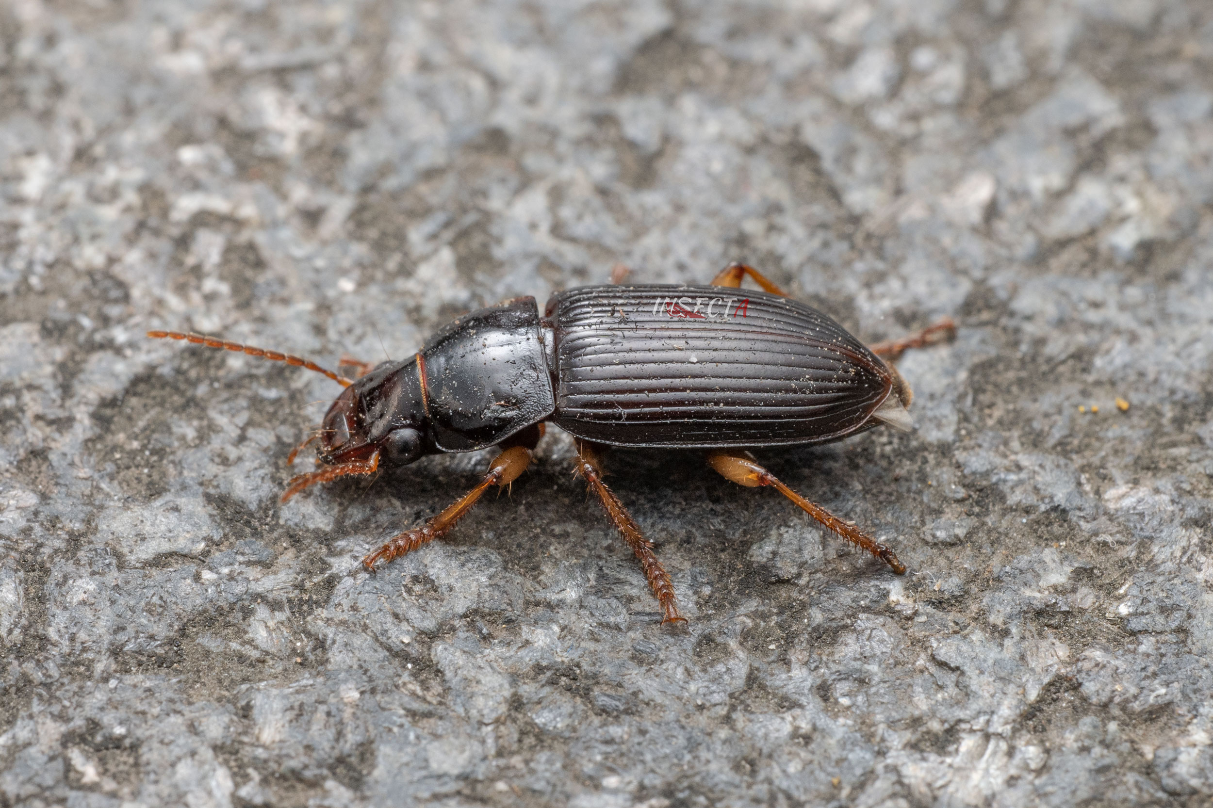 Read more about the article 福建婪步甲 Harpalus fokienensis
