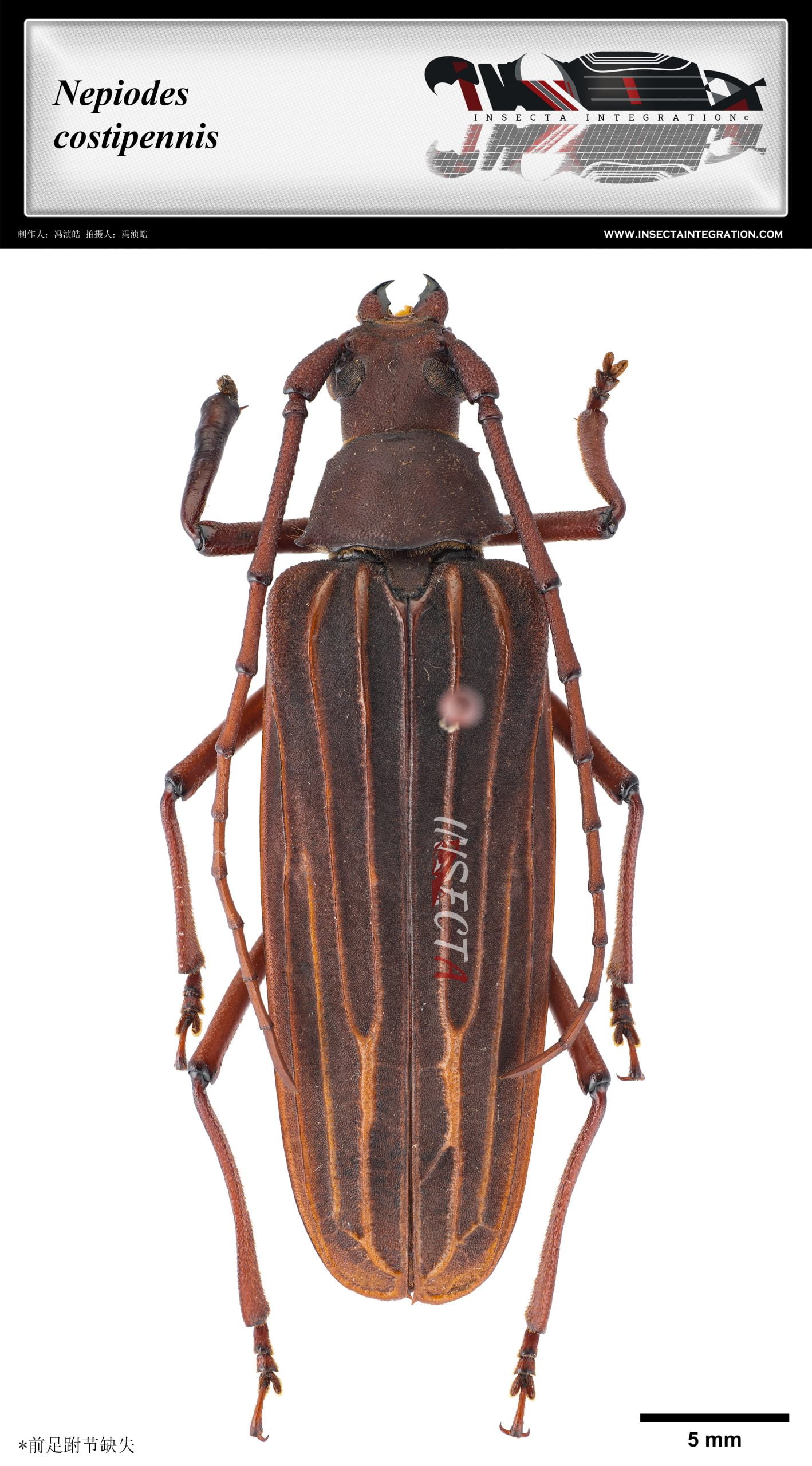 Read more about the article 脊婴翅天牛 Nepiodes costipennis