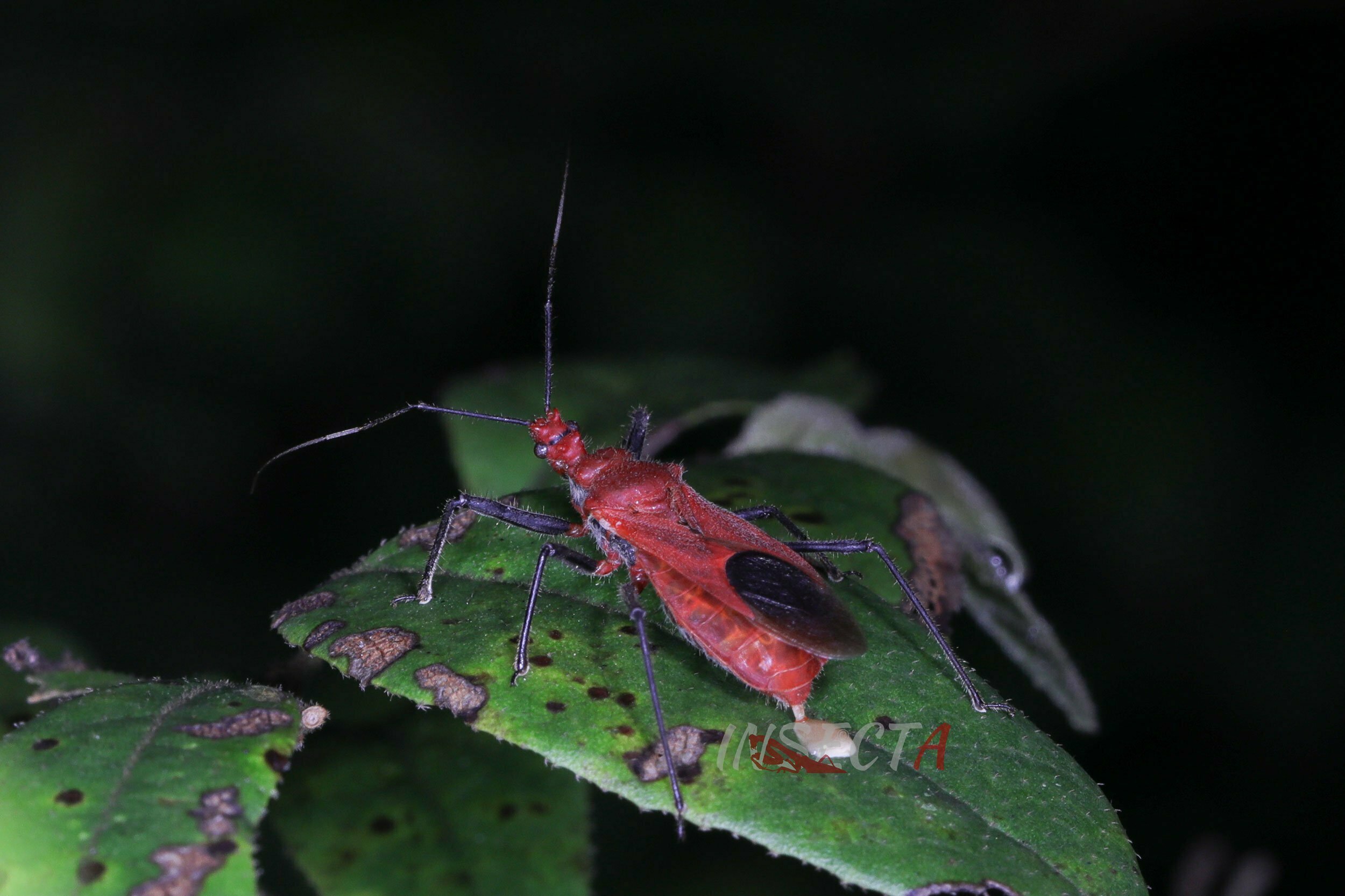 Read more about the article 艳红猎蝽 Cydnocoris russatus