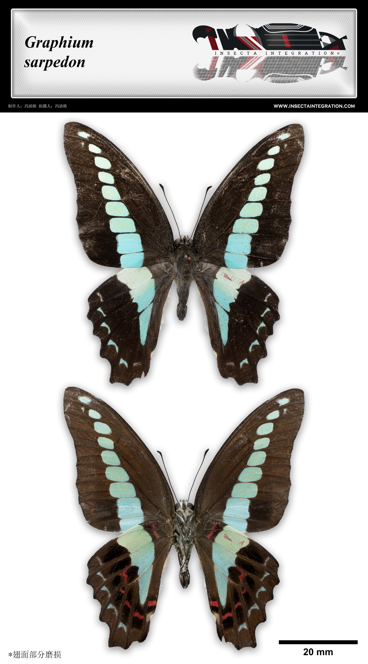 Read more about the article 青凤蝶 Graphium sarpedon