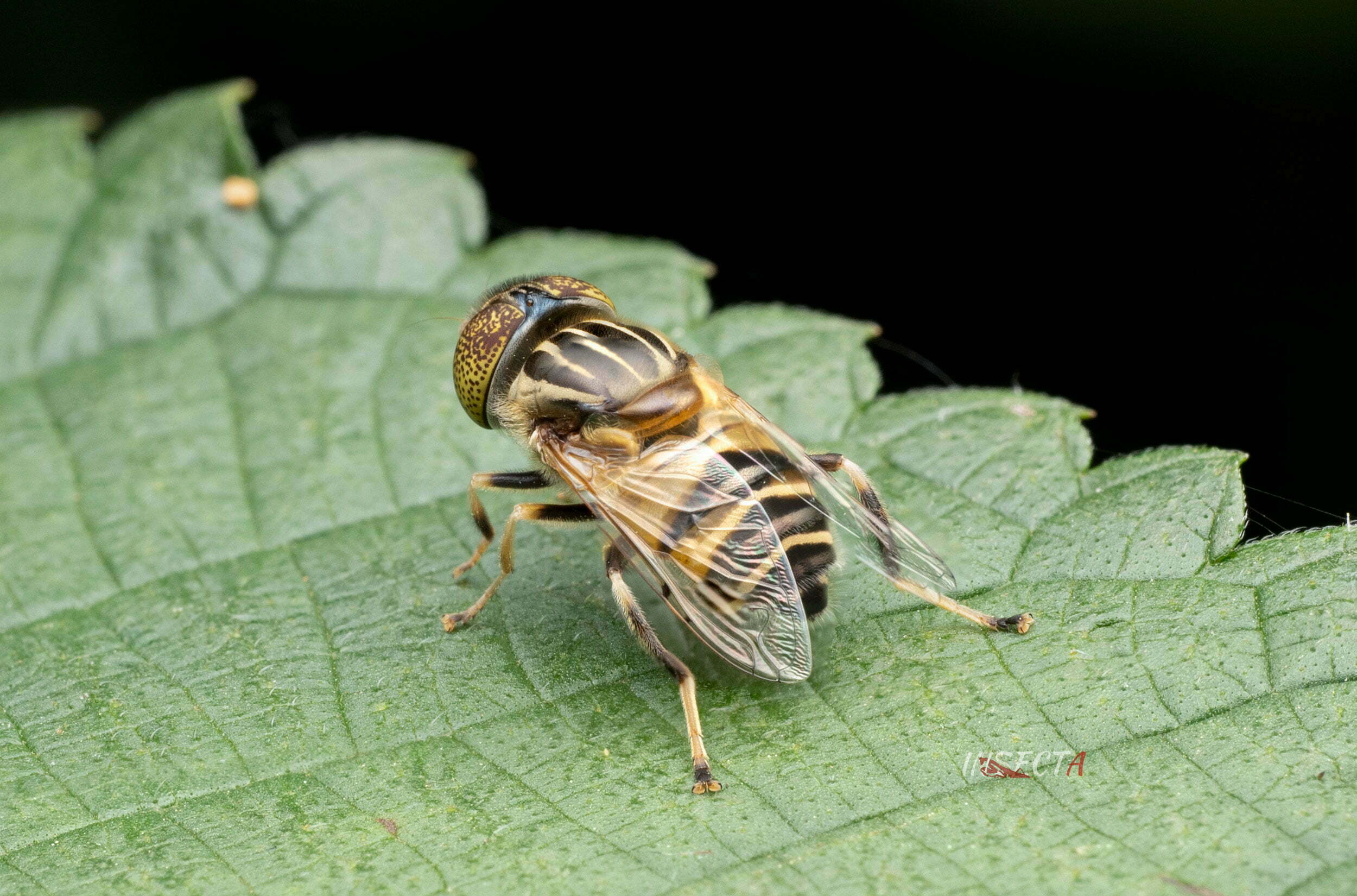 黄跗斑眼蚜蝇 Eristalinus quinquestriatus 生态照1