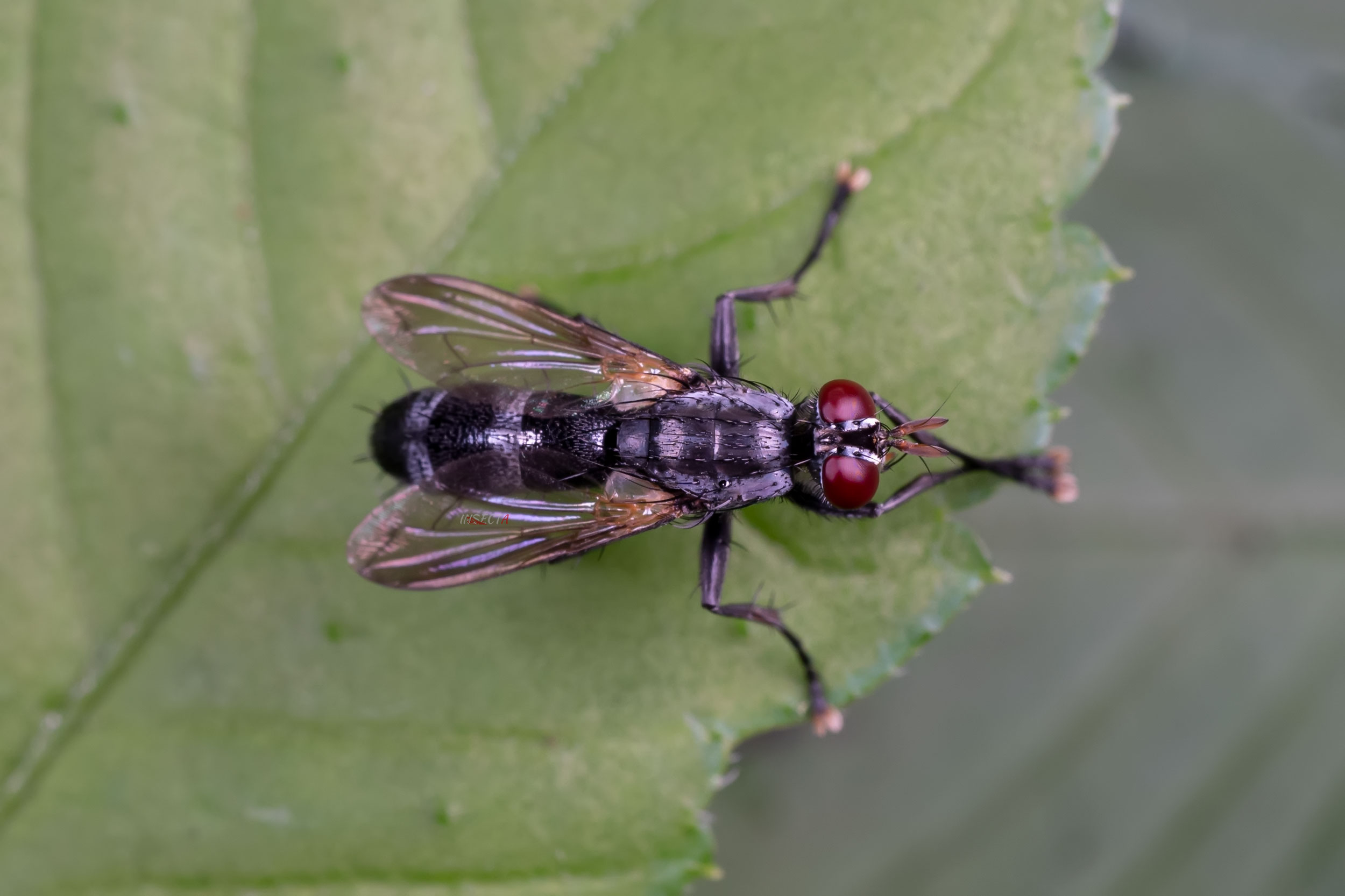 寄蝇科 Tachinidae – IISDW