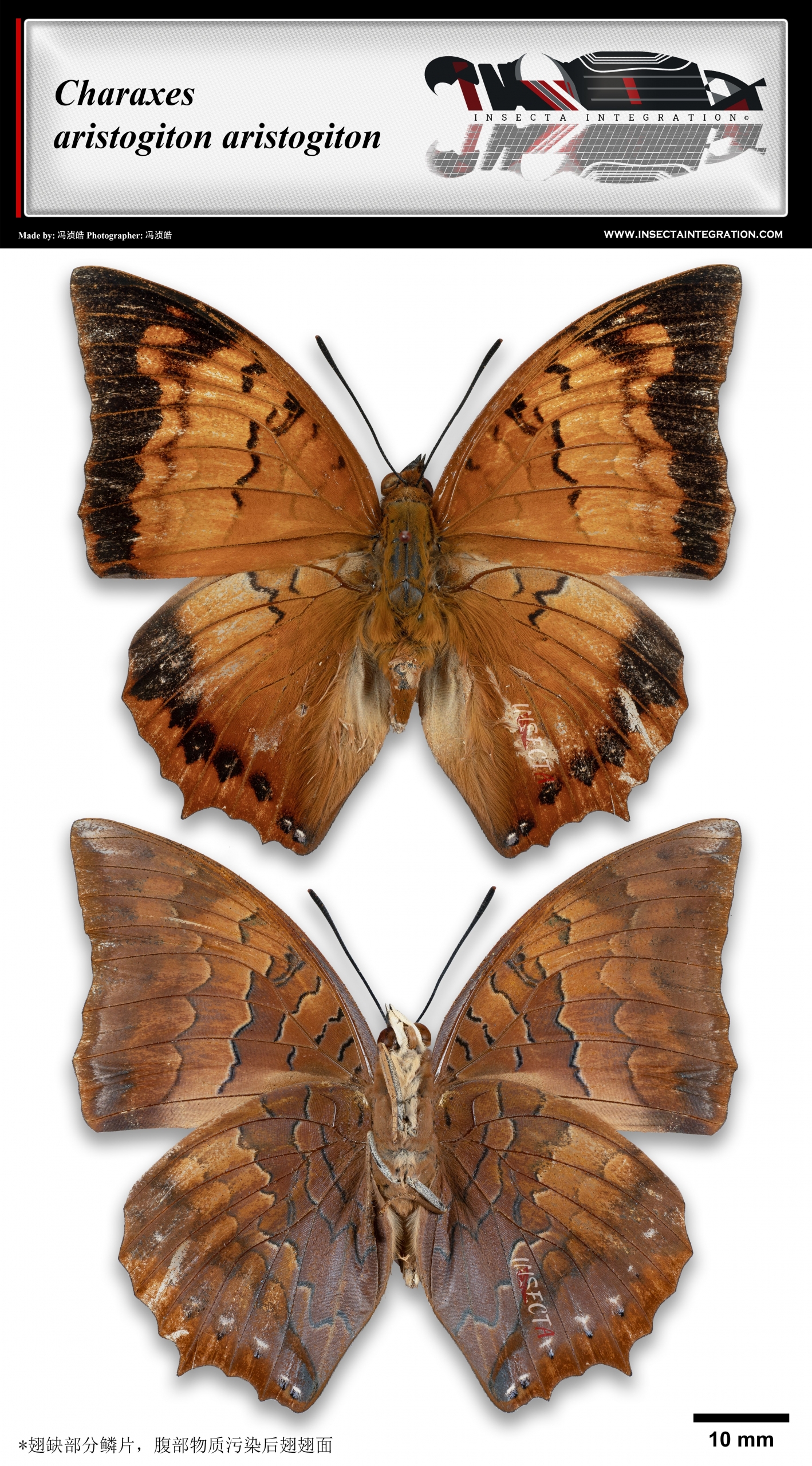 Read more about the article 亚力螯蛱蝶 Charaxes aristogiton