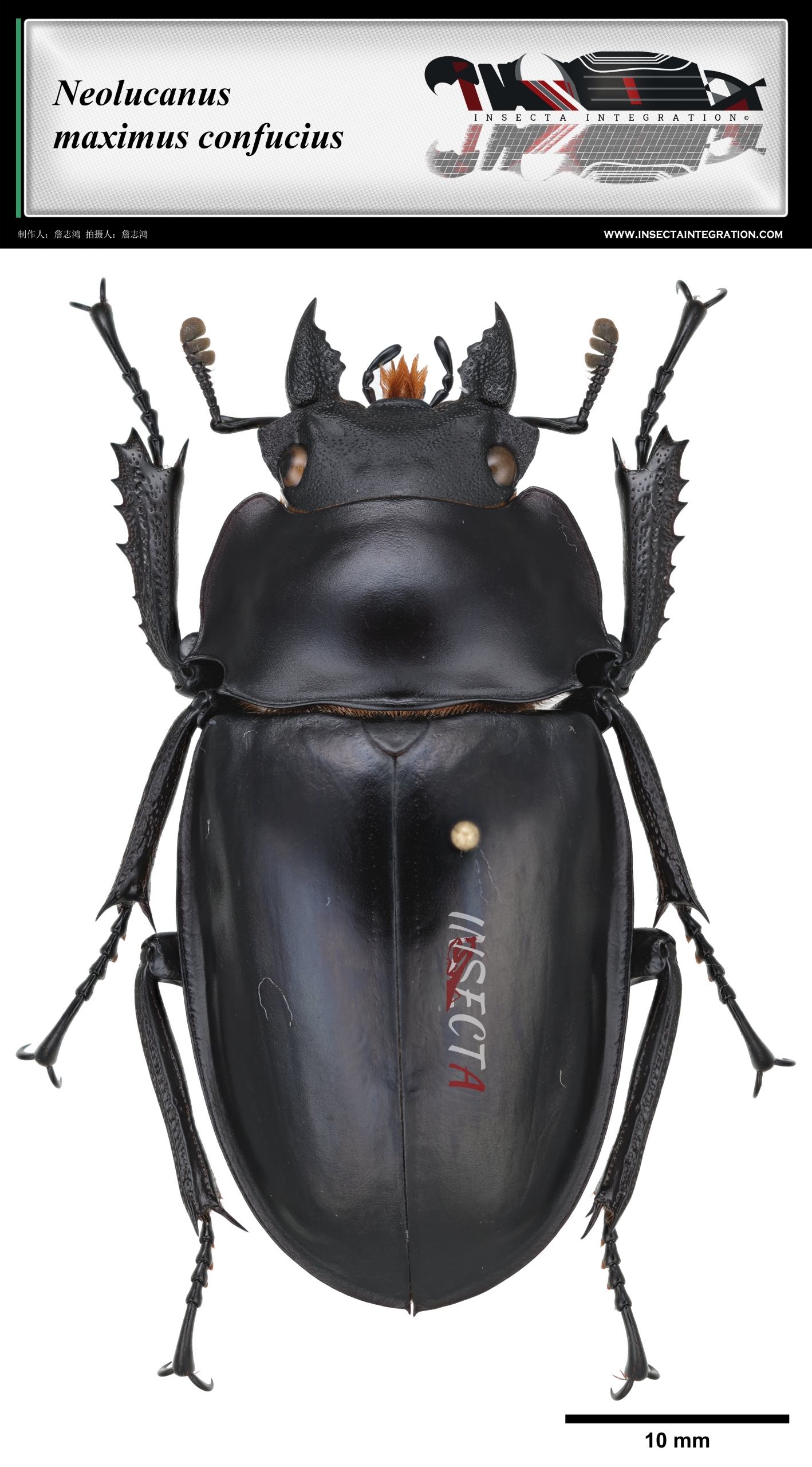 大圆翅锹甲孔夫子亚种 Neolucanus maximus confucius ♀ SI1
