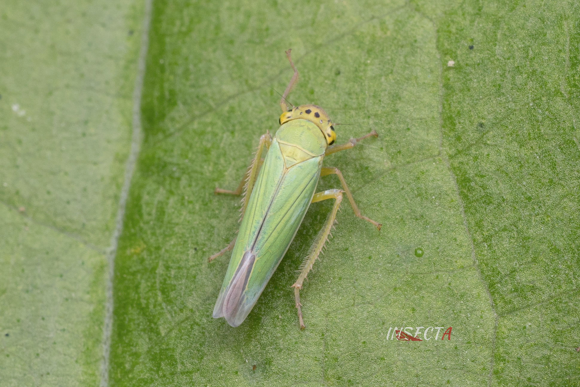 Read more about the article 大青叶蝉 Cicadella viridis