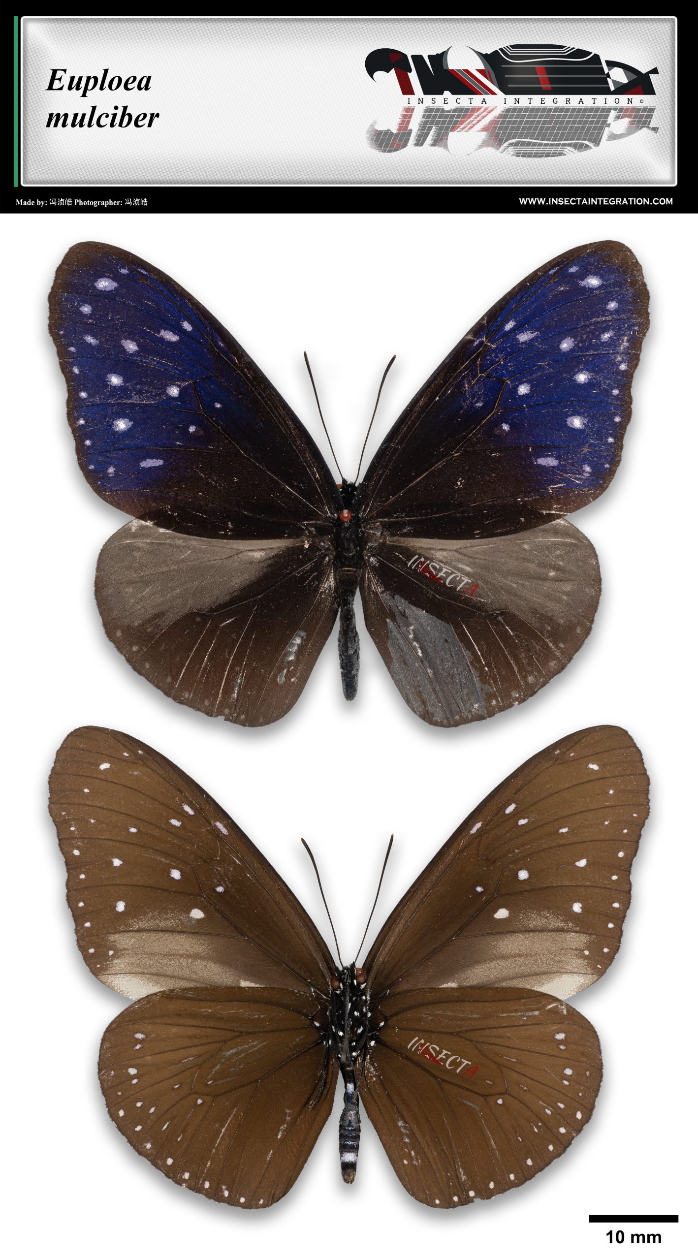 异型紫斑蝶 Euploea mulciber ♂ SI1